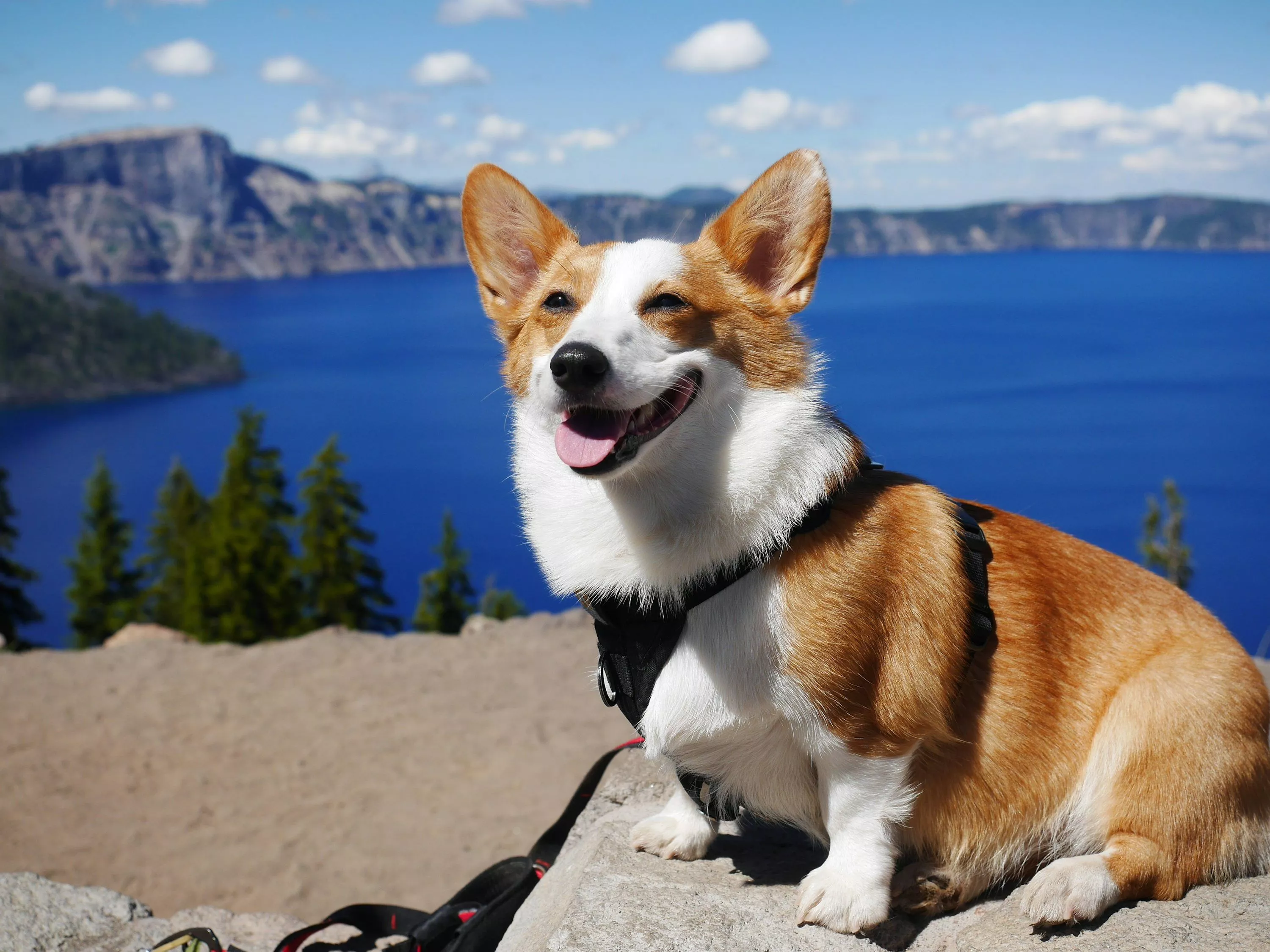 Corgi Picture. Download Free
