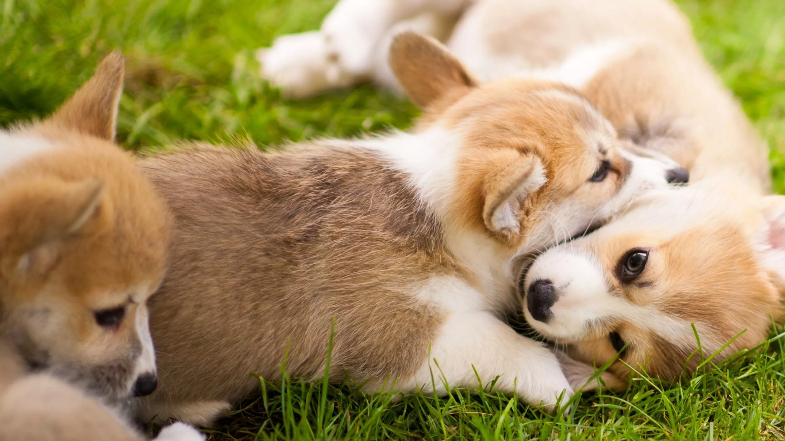puppies Welsh Corgi Dogs Animals 2560x1440