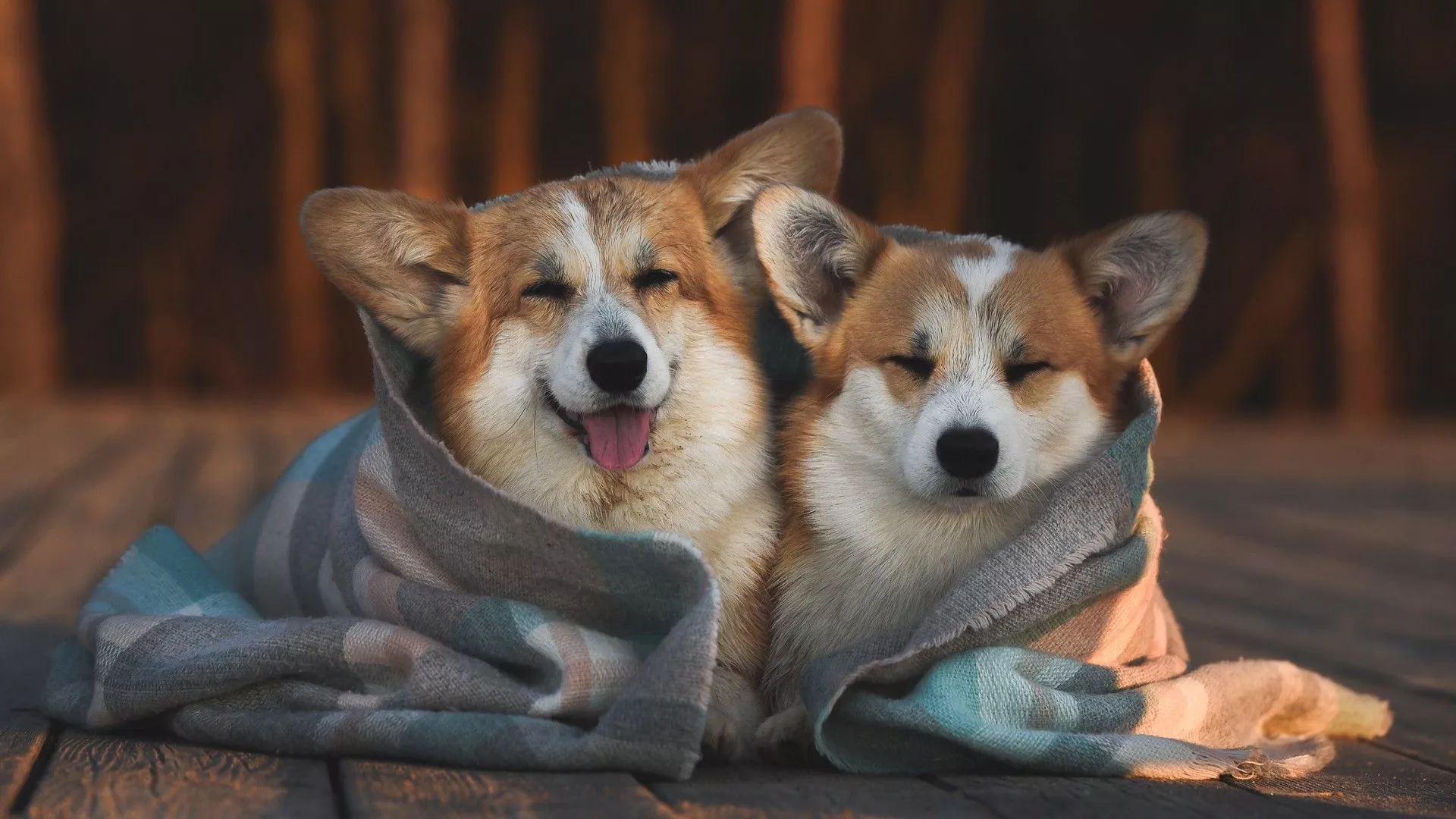 Two Corgi Dogs Are Covering With Cloth