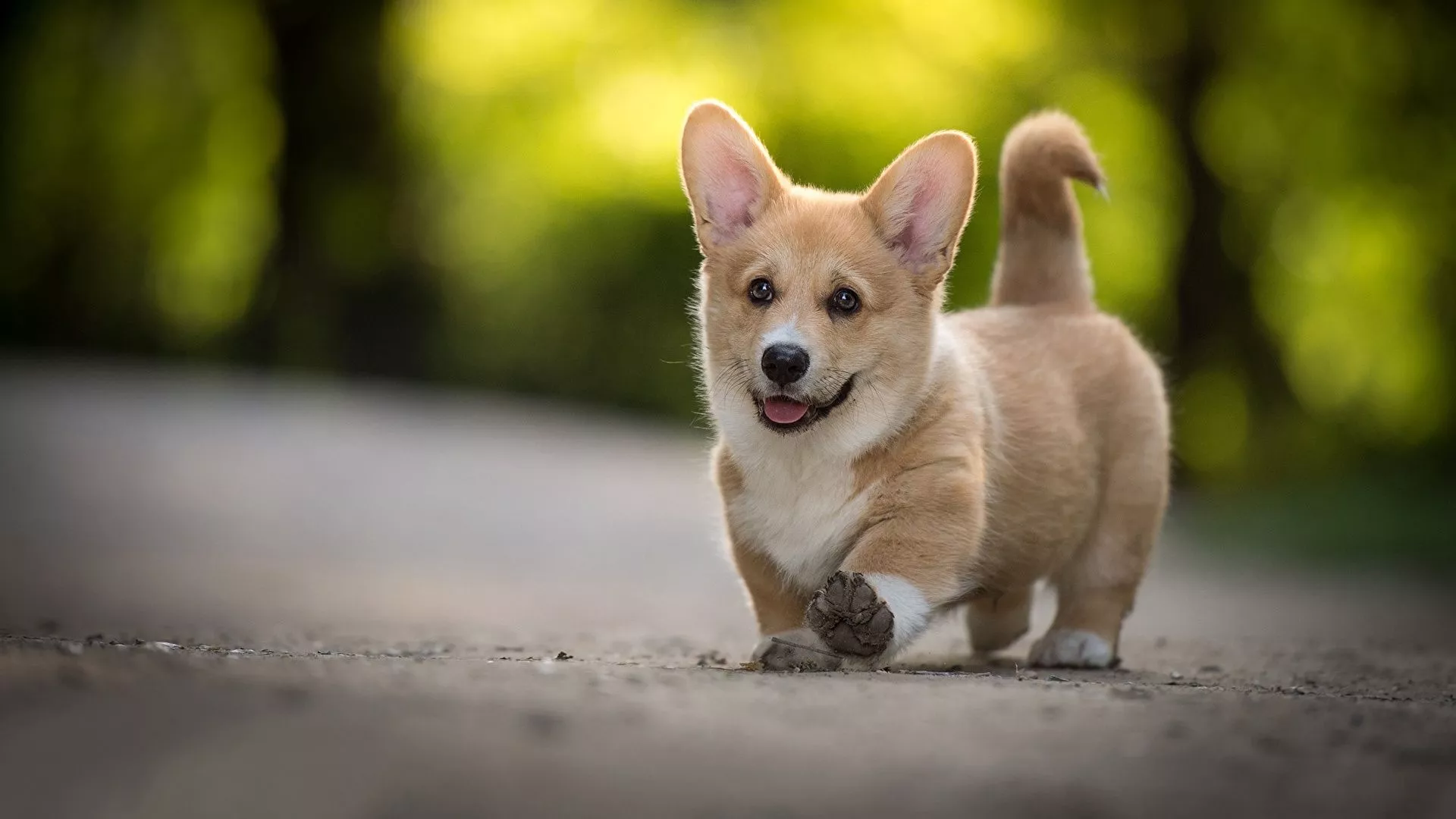 puppies Welsh Corgi Dogs animal 1920x1080