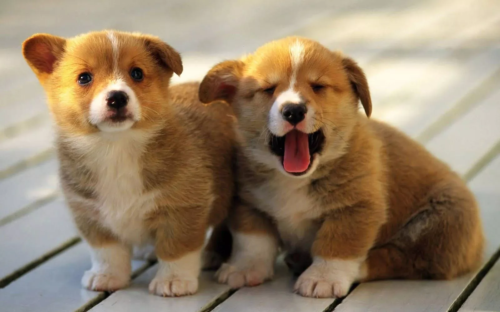 Golden Welsh Corgi Puppy Desktop