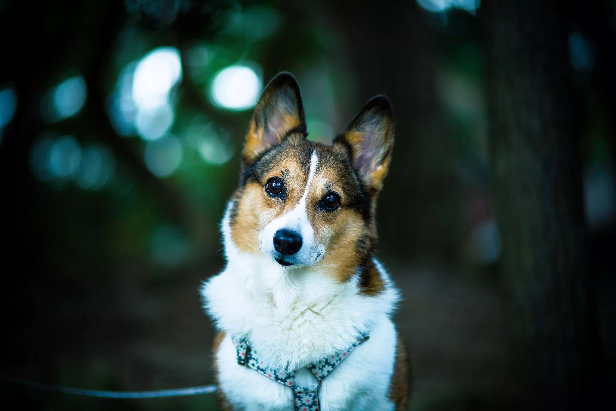 dog, dog, bokeh, welsh corgi