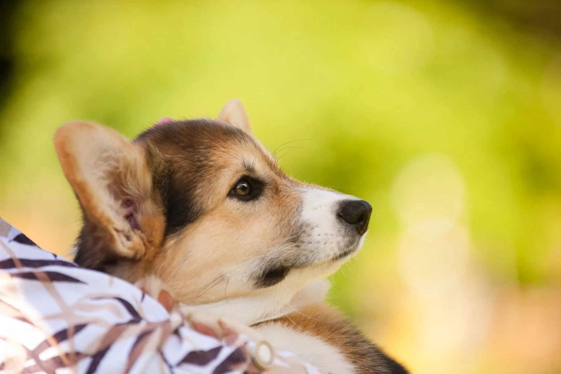 Corgi Desktop Wallpapers Wallpaper Cave corgi-desktop-wallpapers-wallpaper-cave