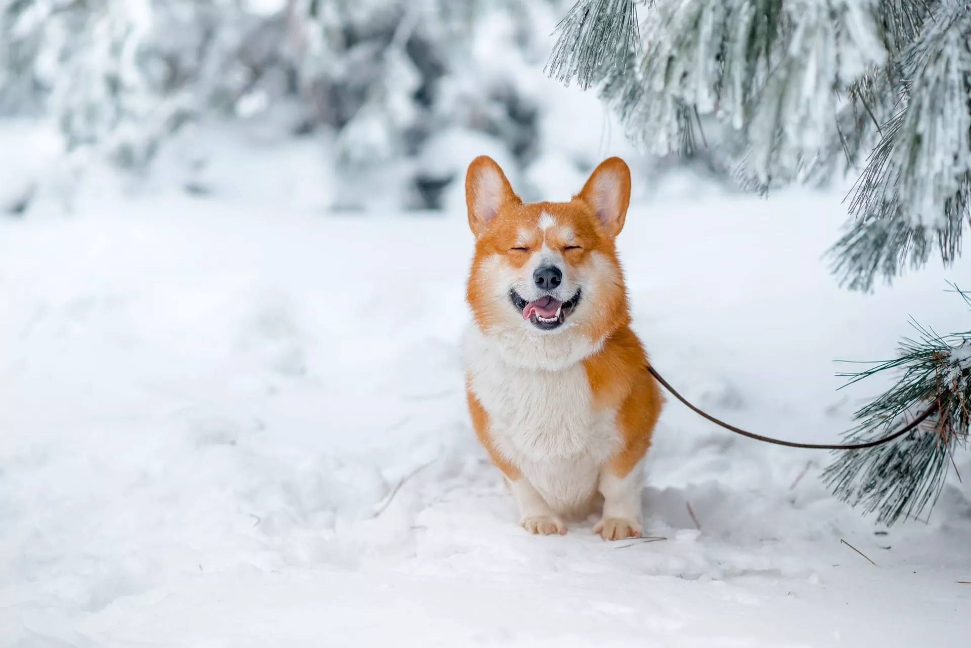 Orange and white animal, snow, nature