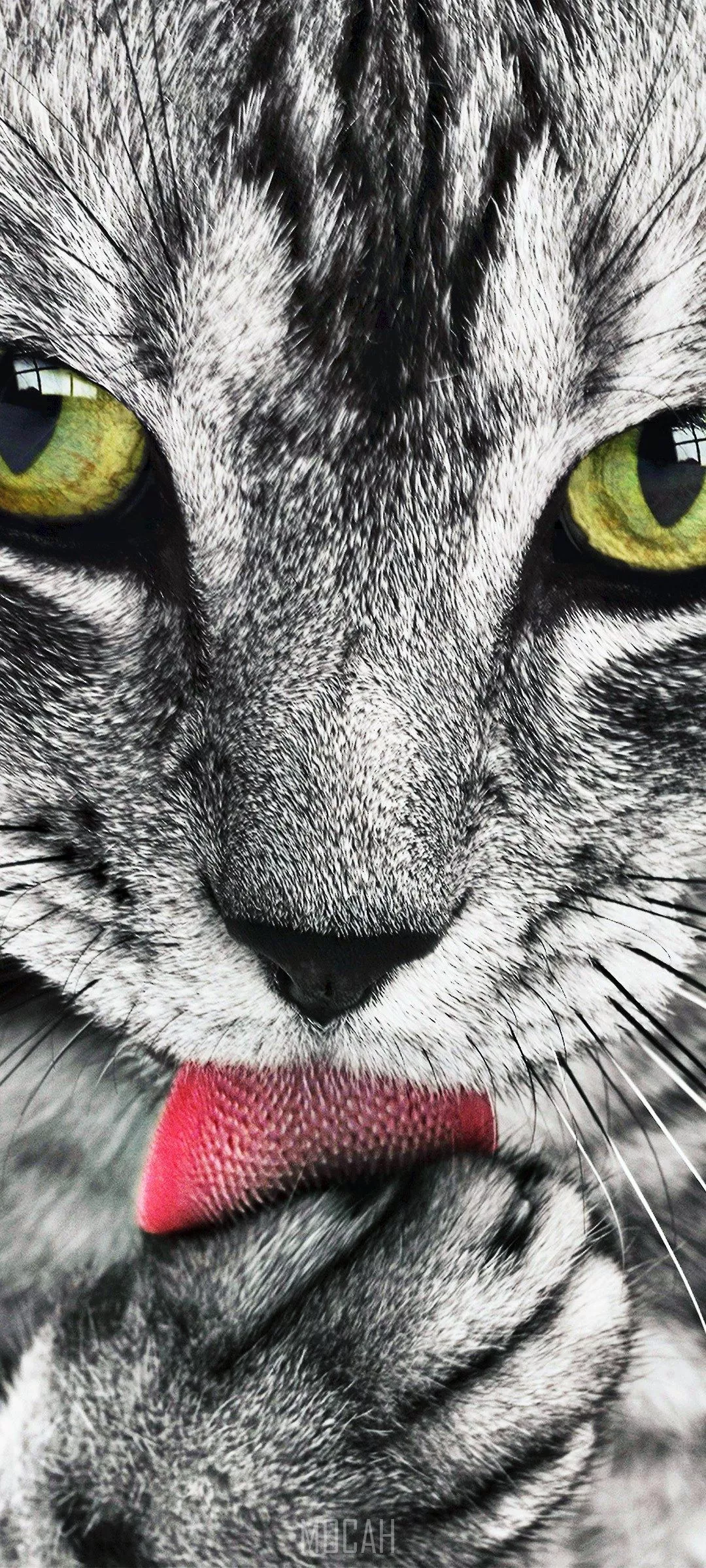 tabby cat close up portrait feline