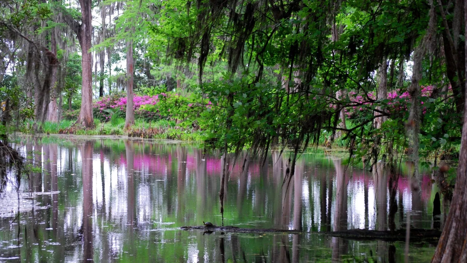 Download Nature Swamp HD Wallpaper