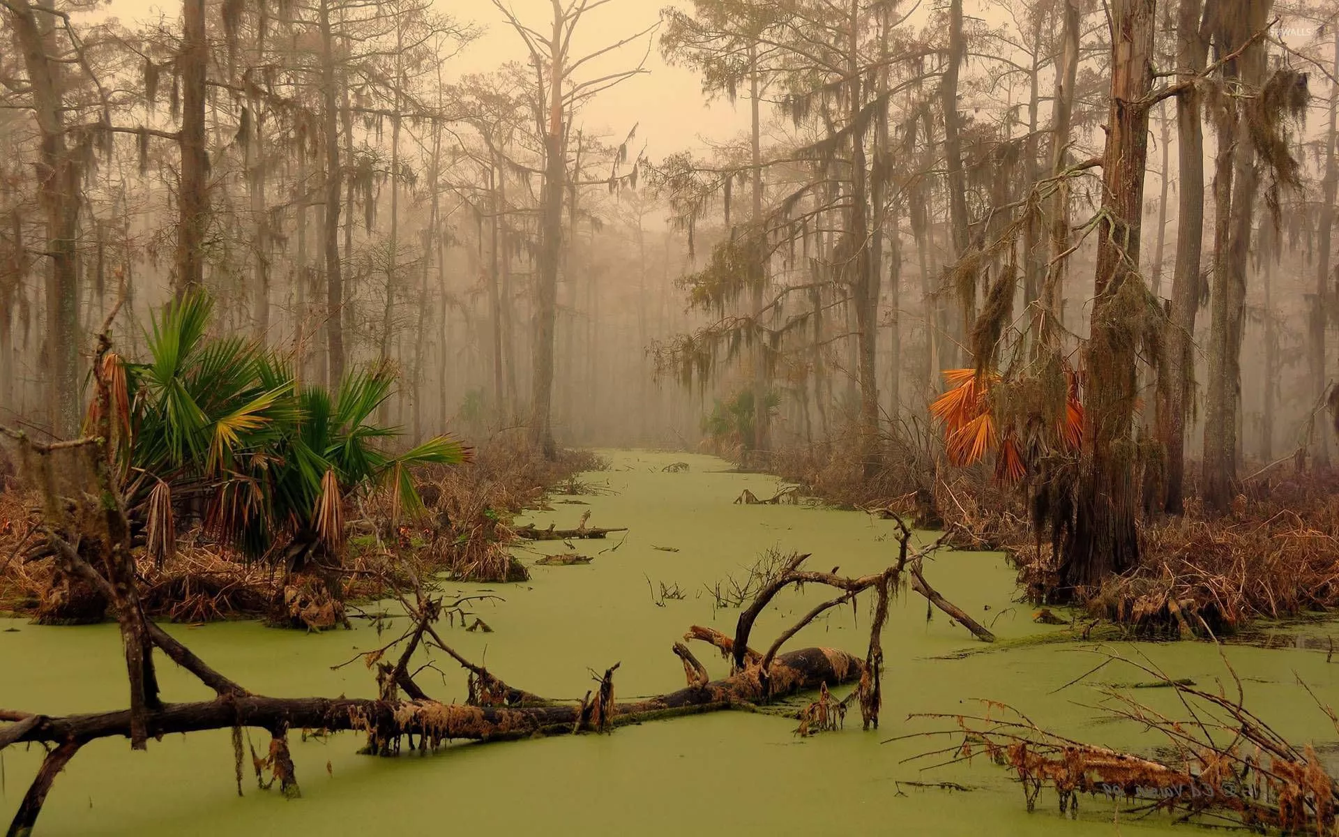 Louisiana swamp wallpaper