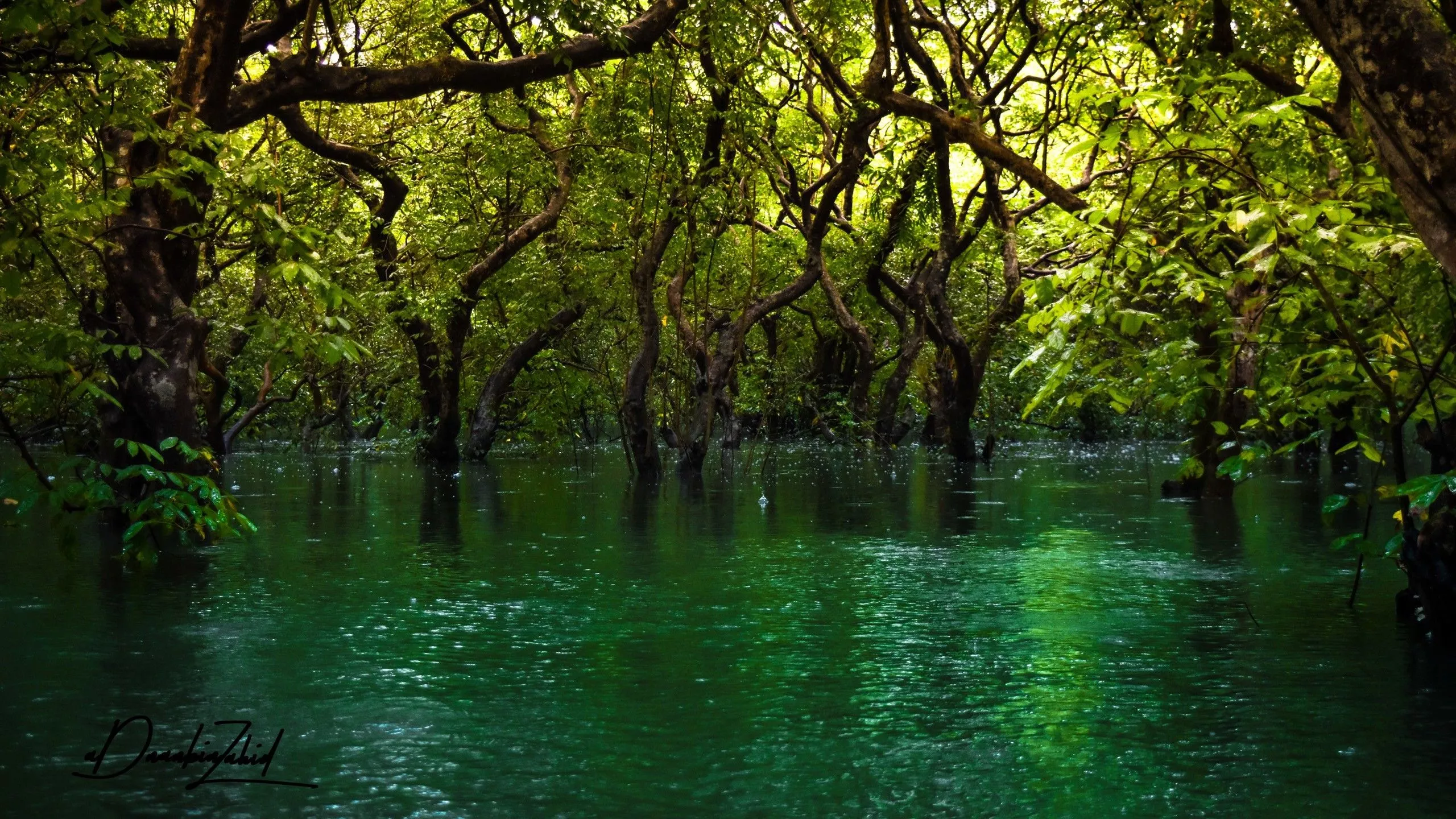 Green Trees Forest River Swamp HD