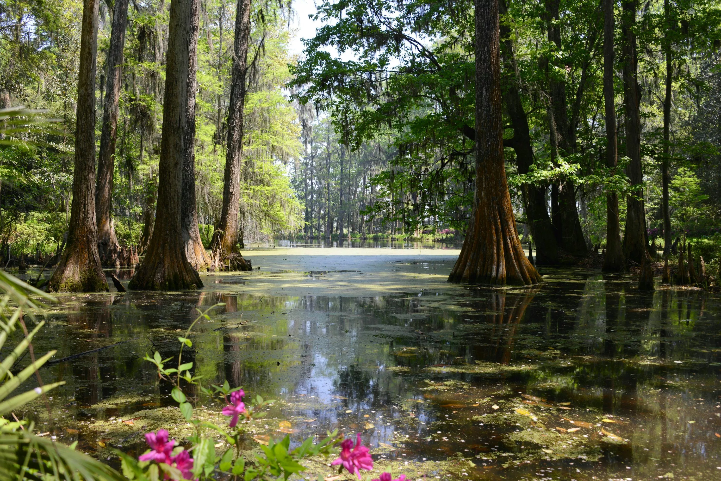 Swamp Picture [HD]. Download Free