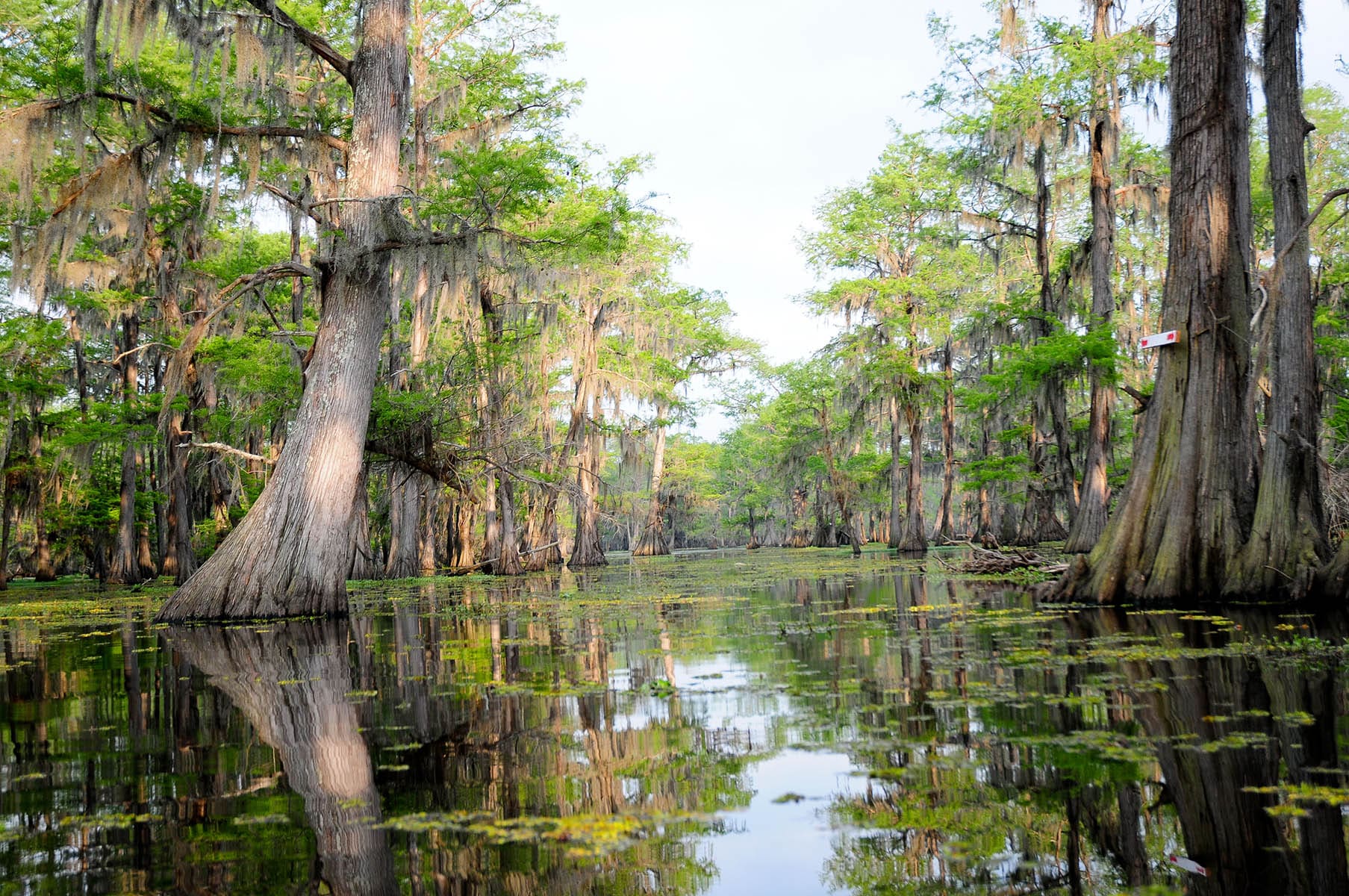 Great Cypress Swamp at Pocomoke River