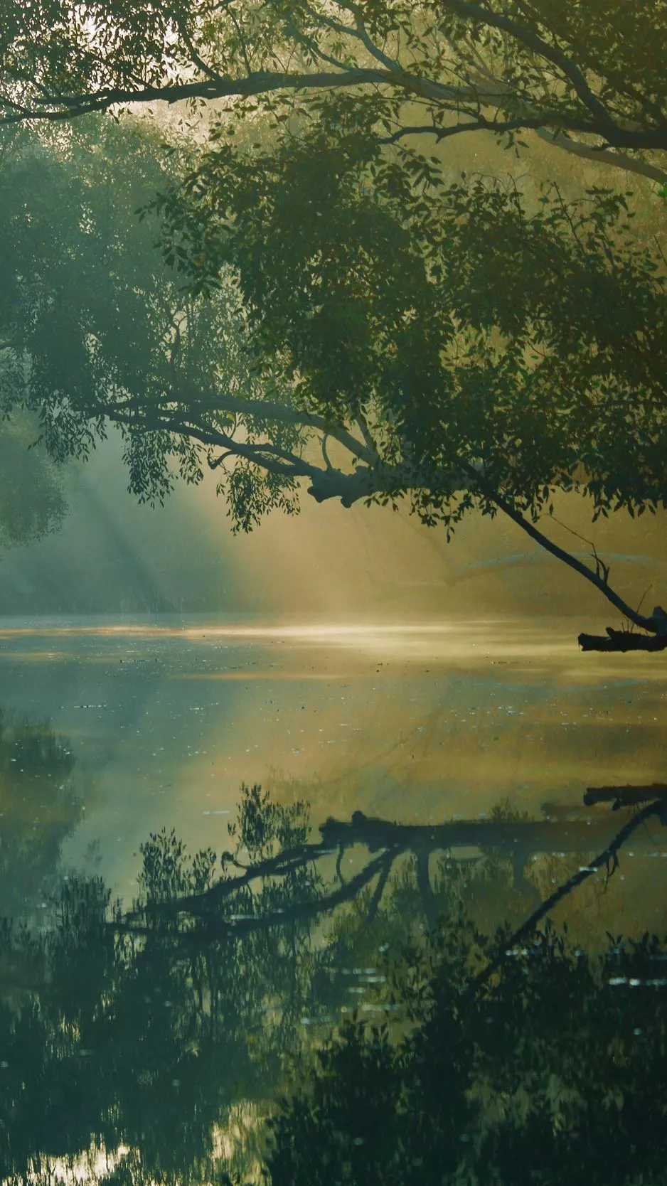 Download wallpaper 938x1668 trees