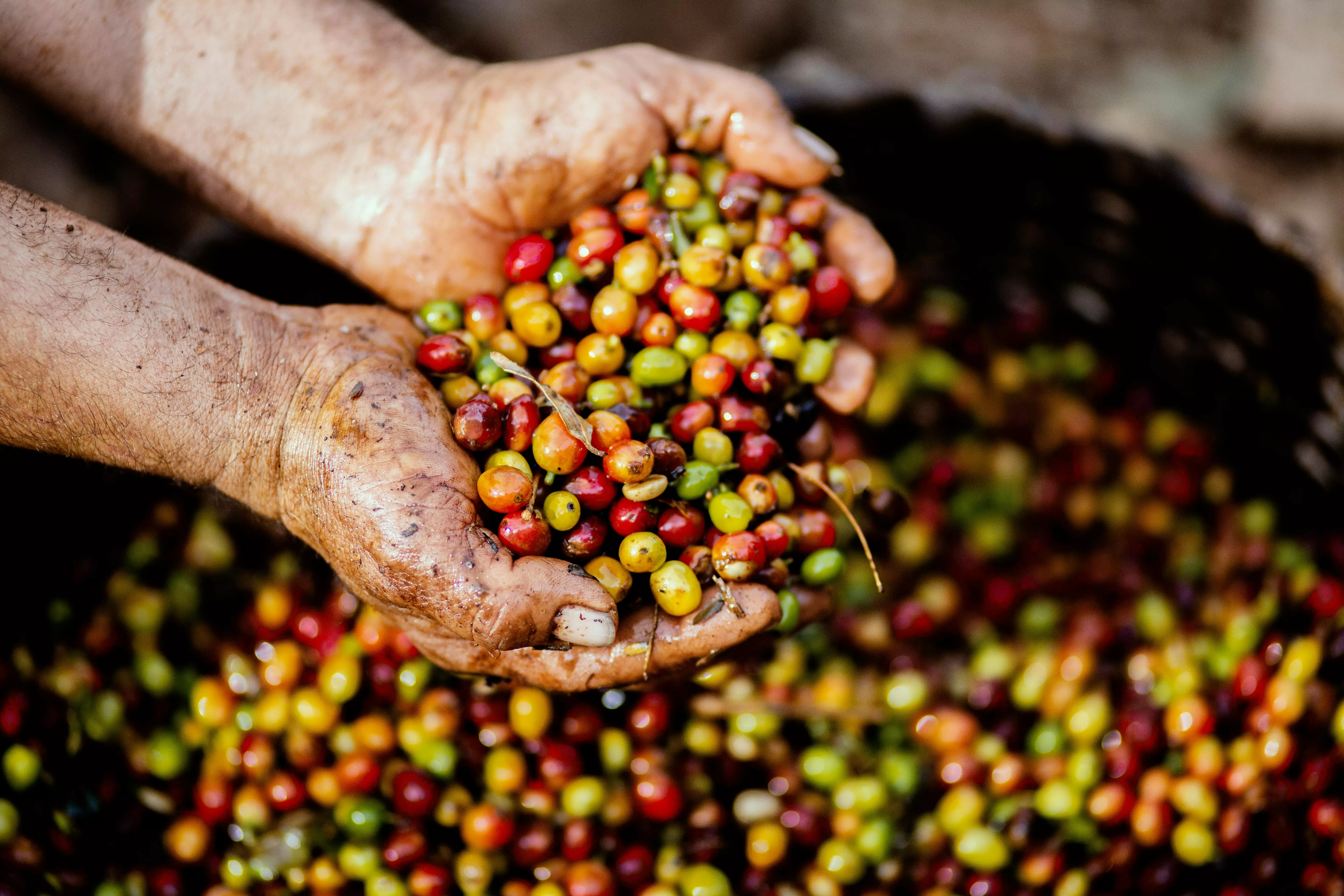 Coffee Plantation Photo, Download