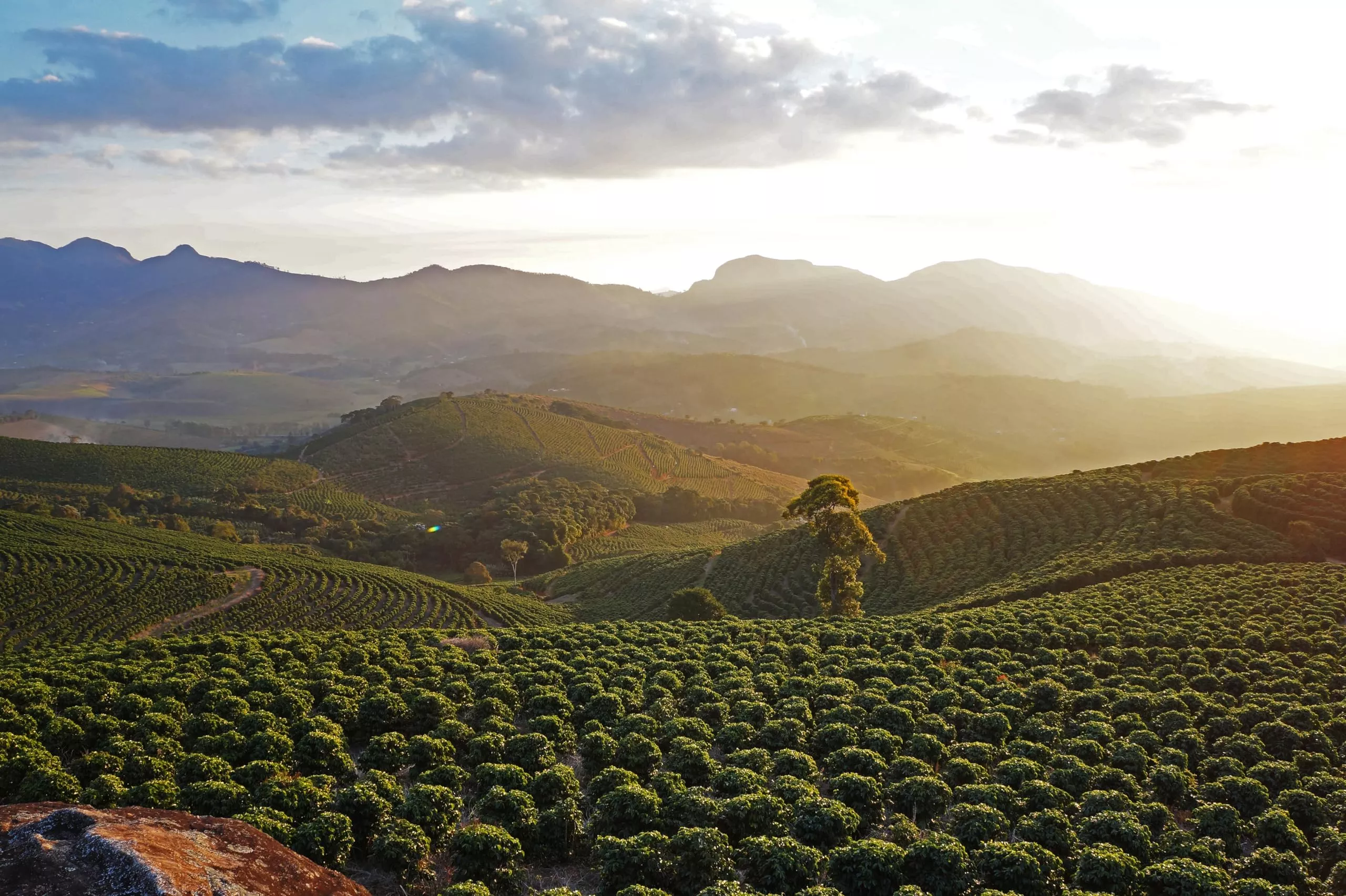 CHNYWORK 20ftx10ft Coffee Farm Backdrop