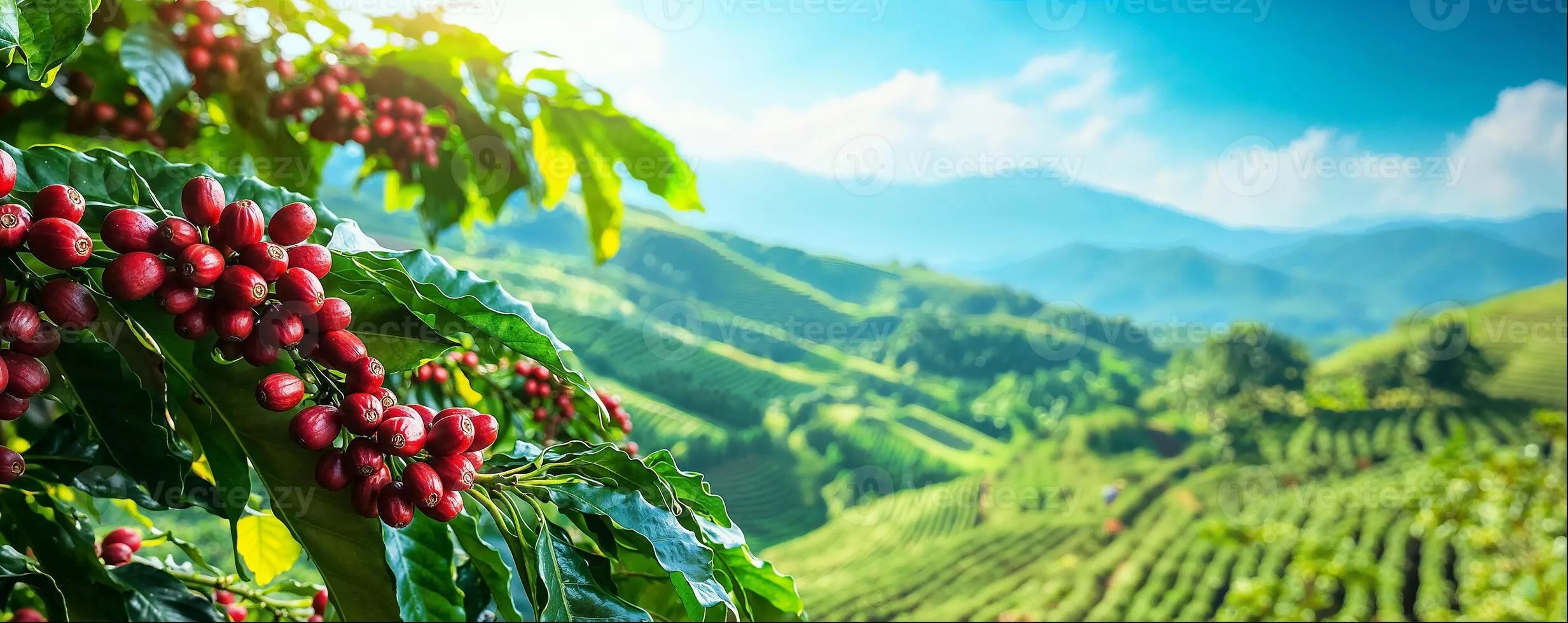 Coffee Farm Background