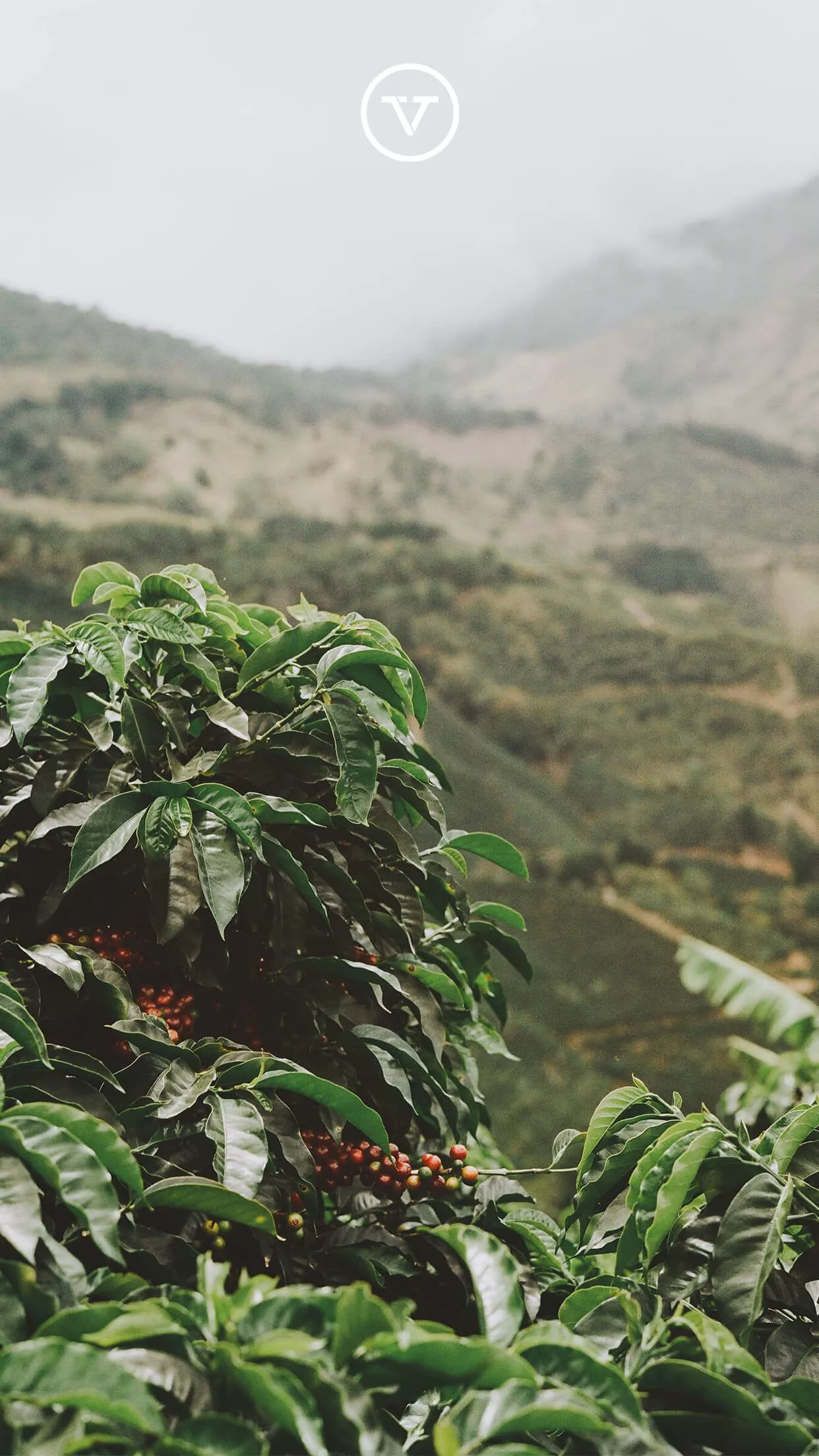 Coffee Themed Phone & Desktop Wallpaper