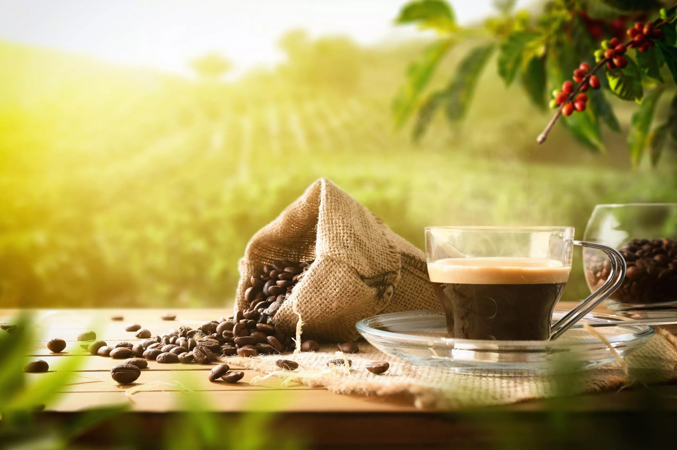 5ft Coffee Farm Backdrop Hot Coffee Cup