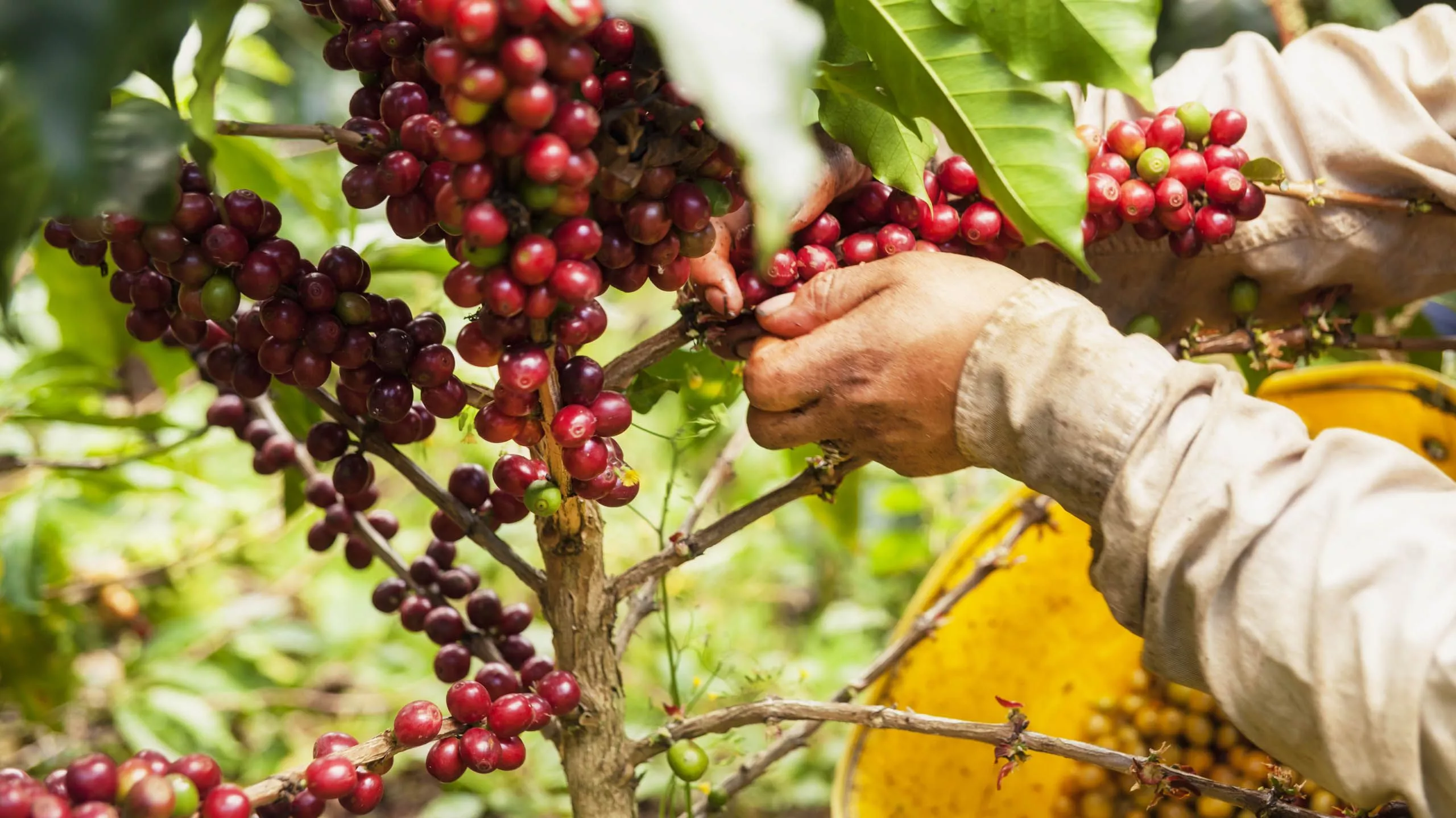 Coffee tasting in Colombia's Coffee