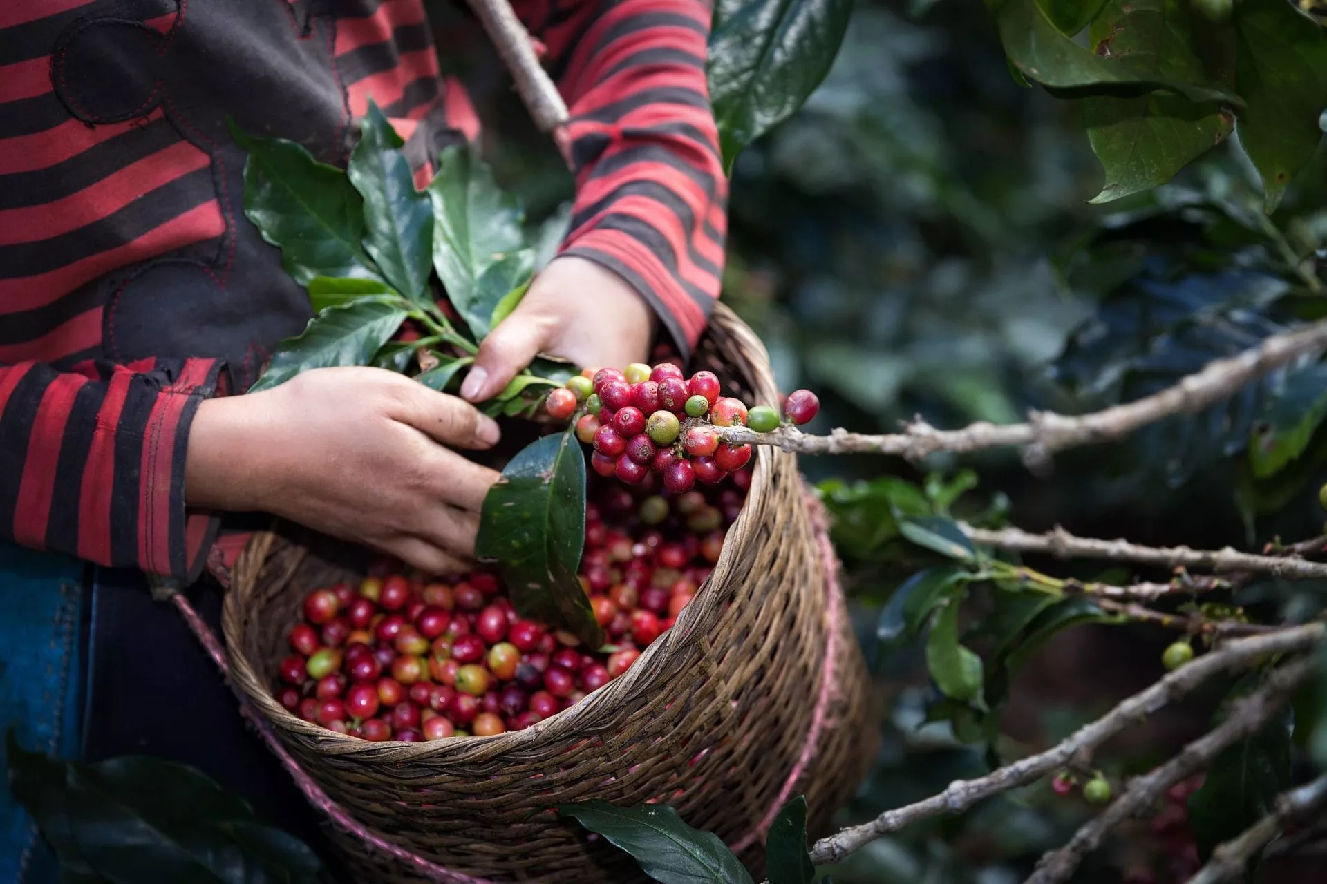Starbucks' Invests in Coffee Trees That