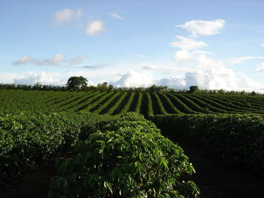 Brazil Sinay Neves Farm