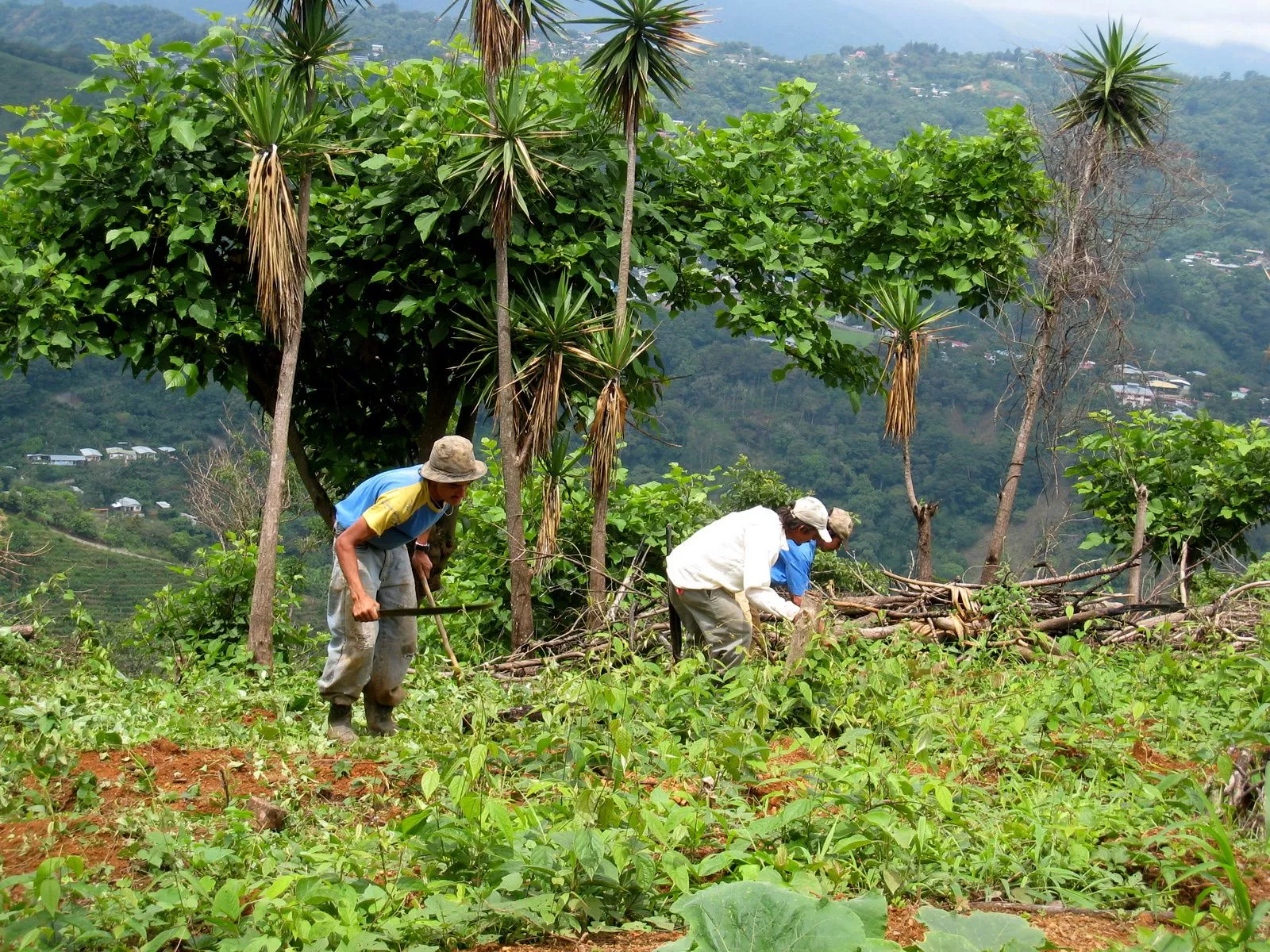 Coffee Growing & Picking in Costa Rica