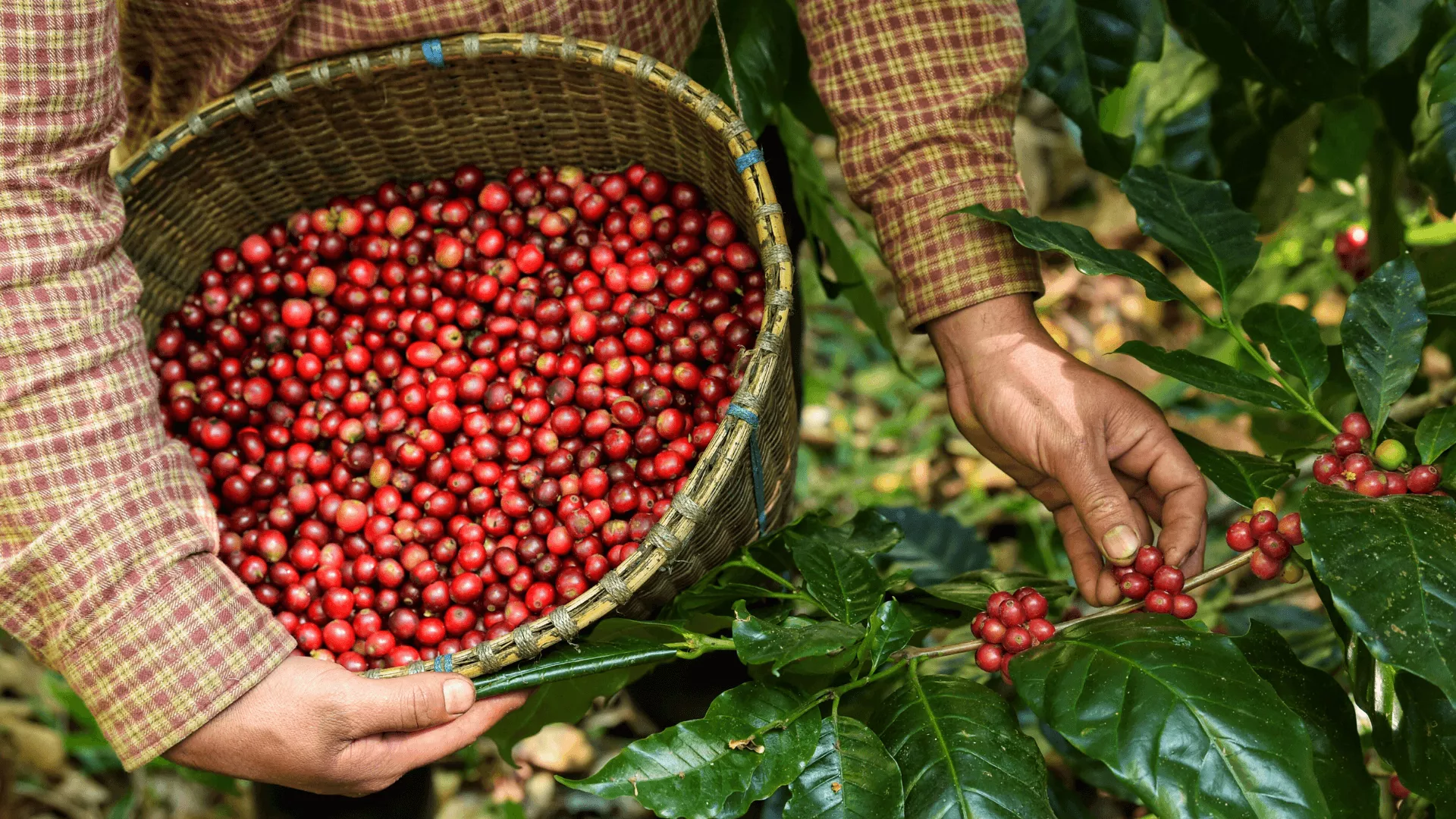 Driving Sustainable Coffee Farming