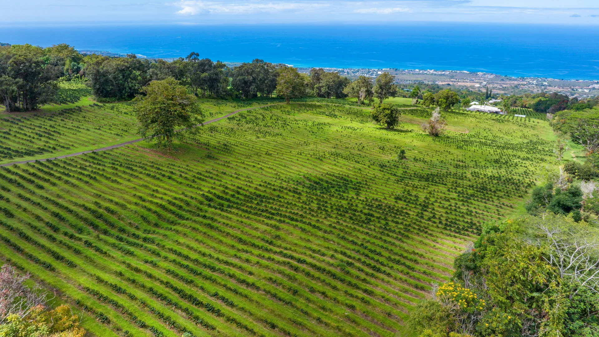 85.51 Acre Coffee Farm In Holualoa