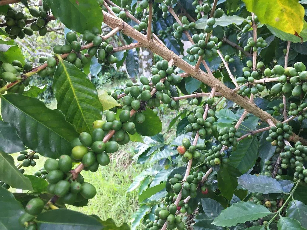 coffee farm located near Utua