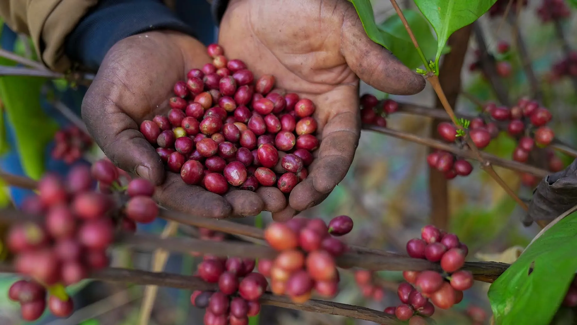 Rare Coffee Bean Could Help Save