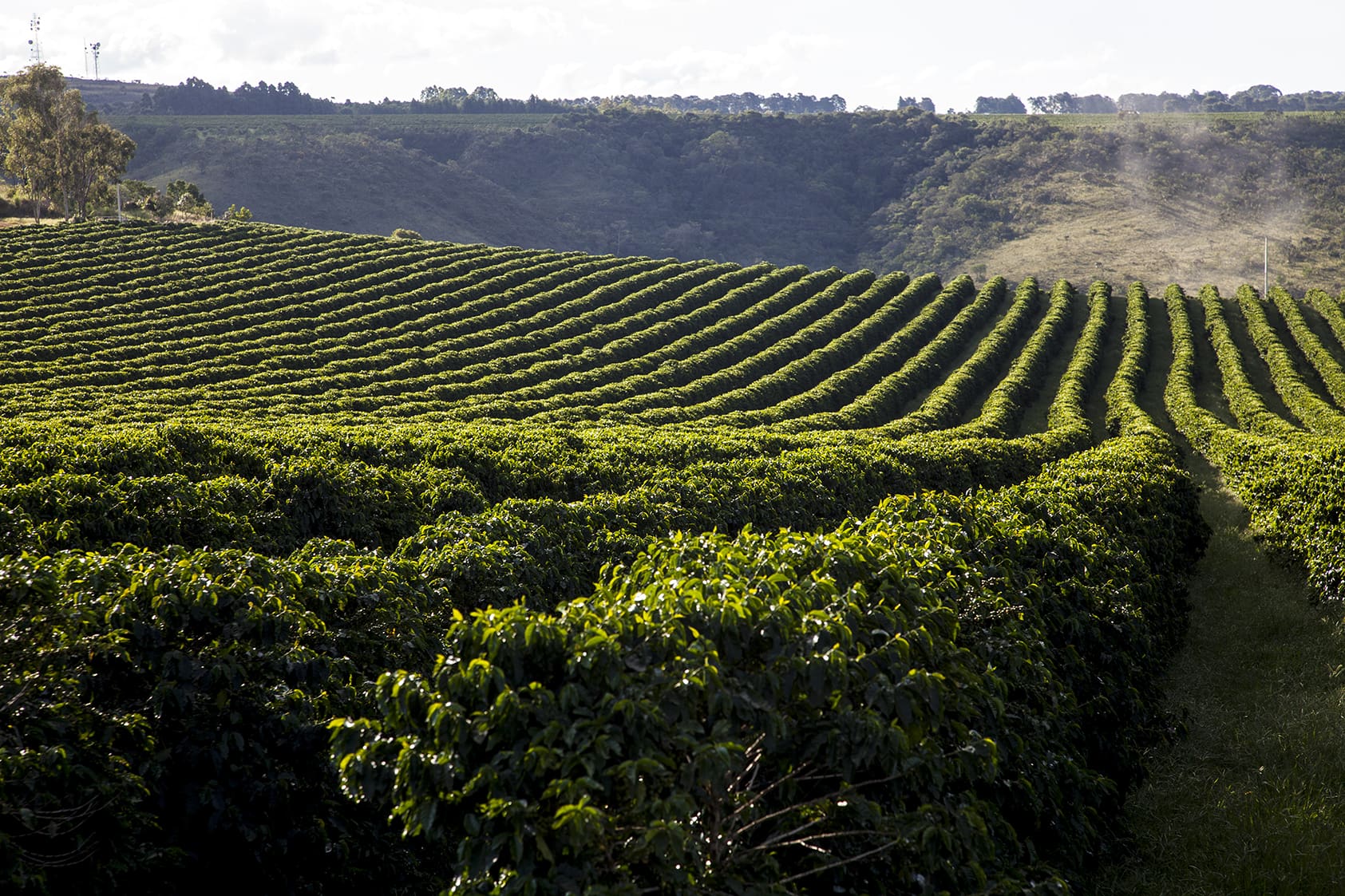 Fazenda Paiolinho