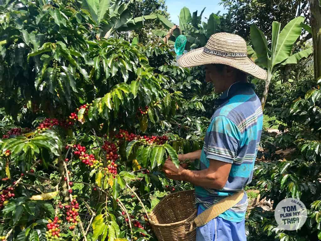Private Authentic Coffee Farm Tour