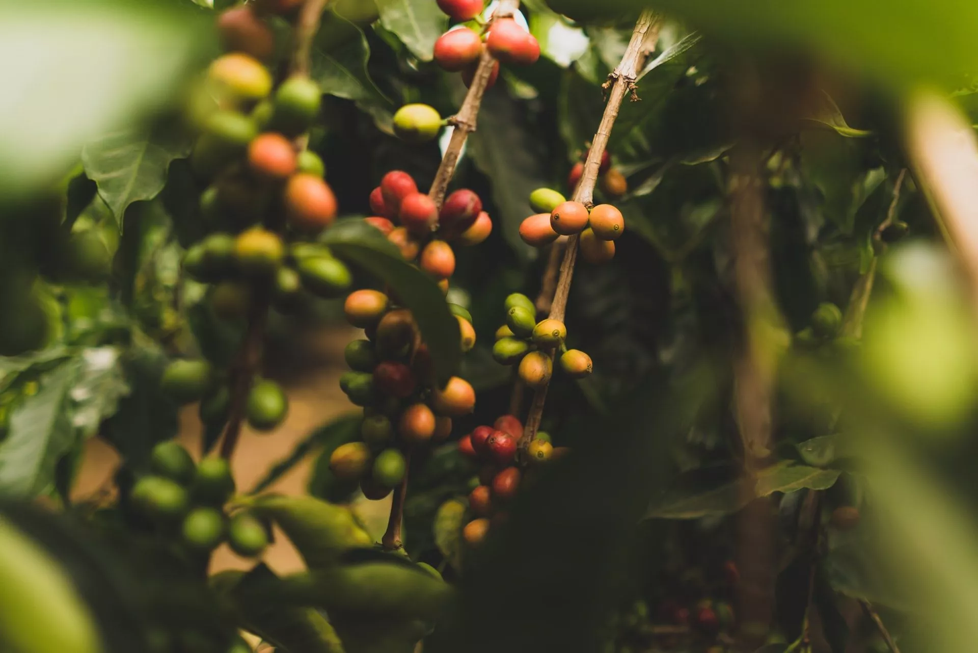 a Coffee Farm