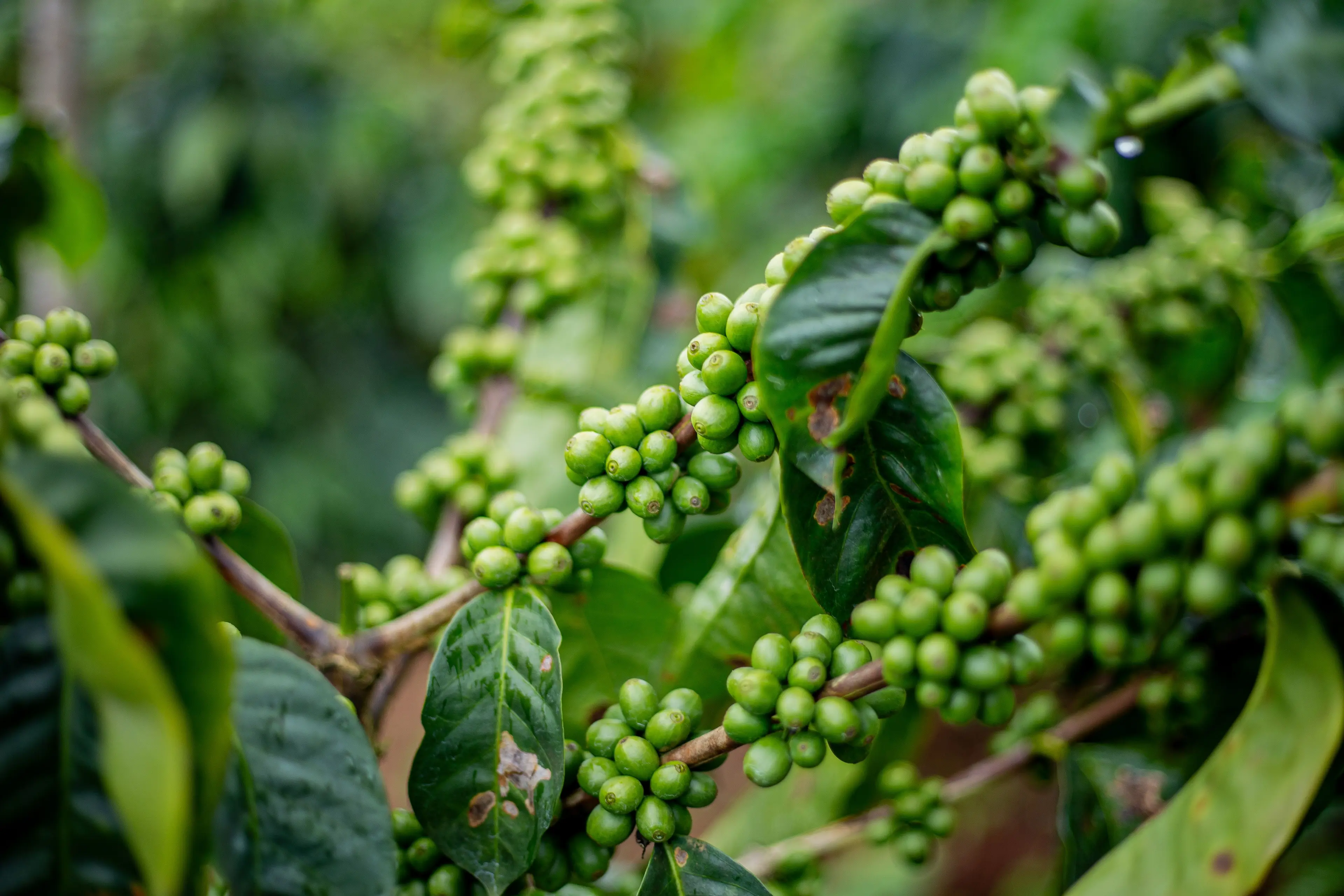 Smallholder Coffee Farmer Communities