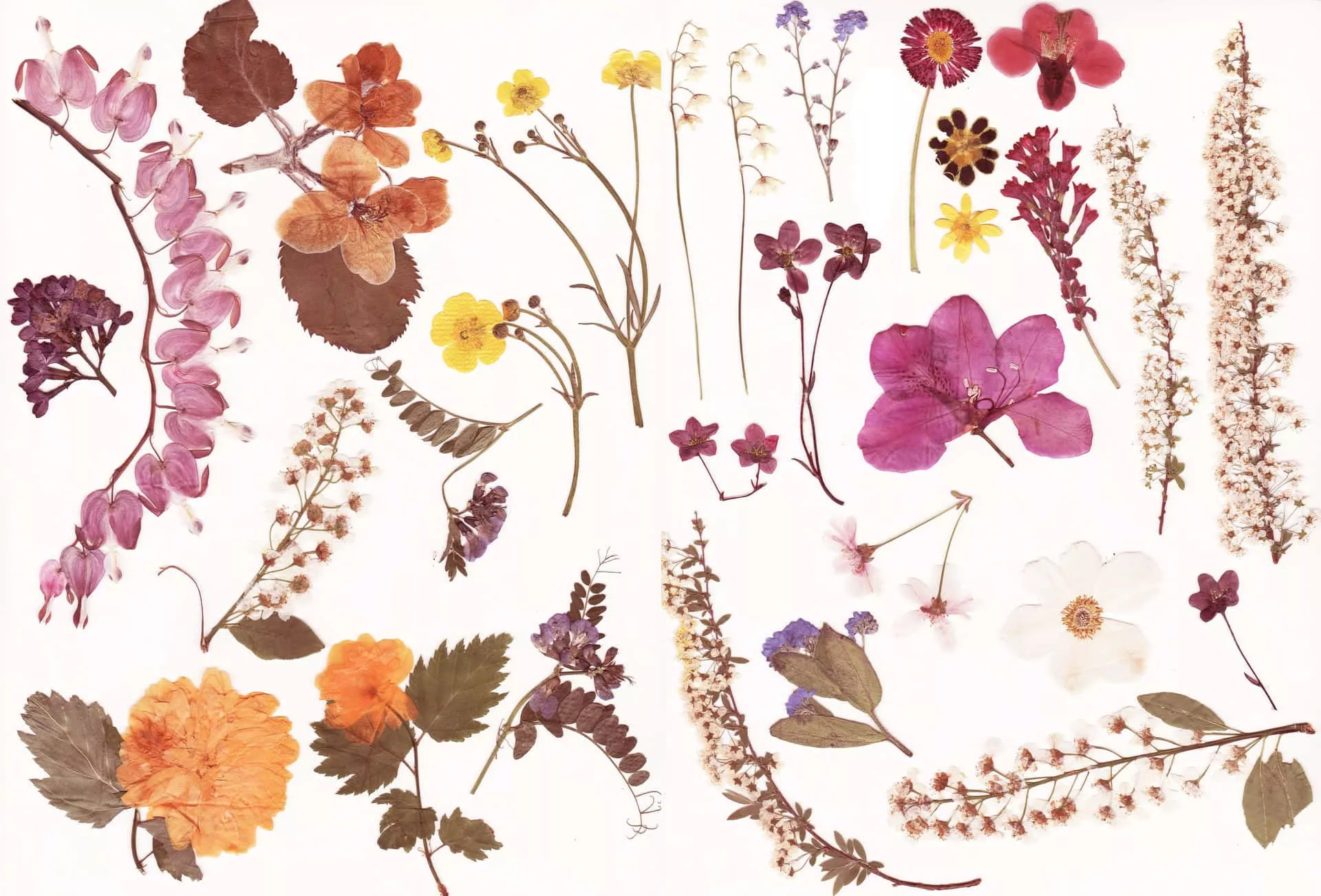 Dried Flowers Wallpaper