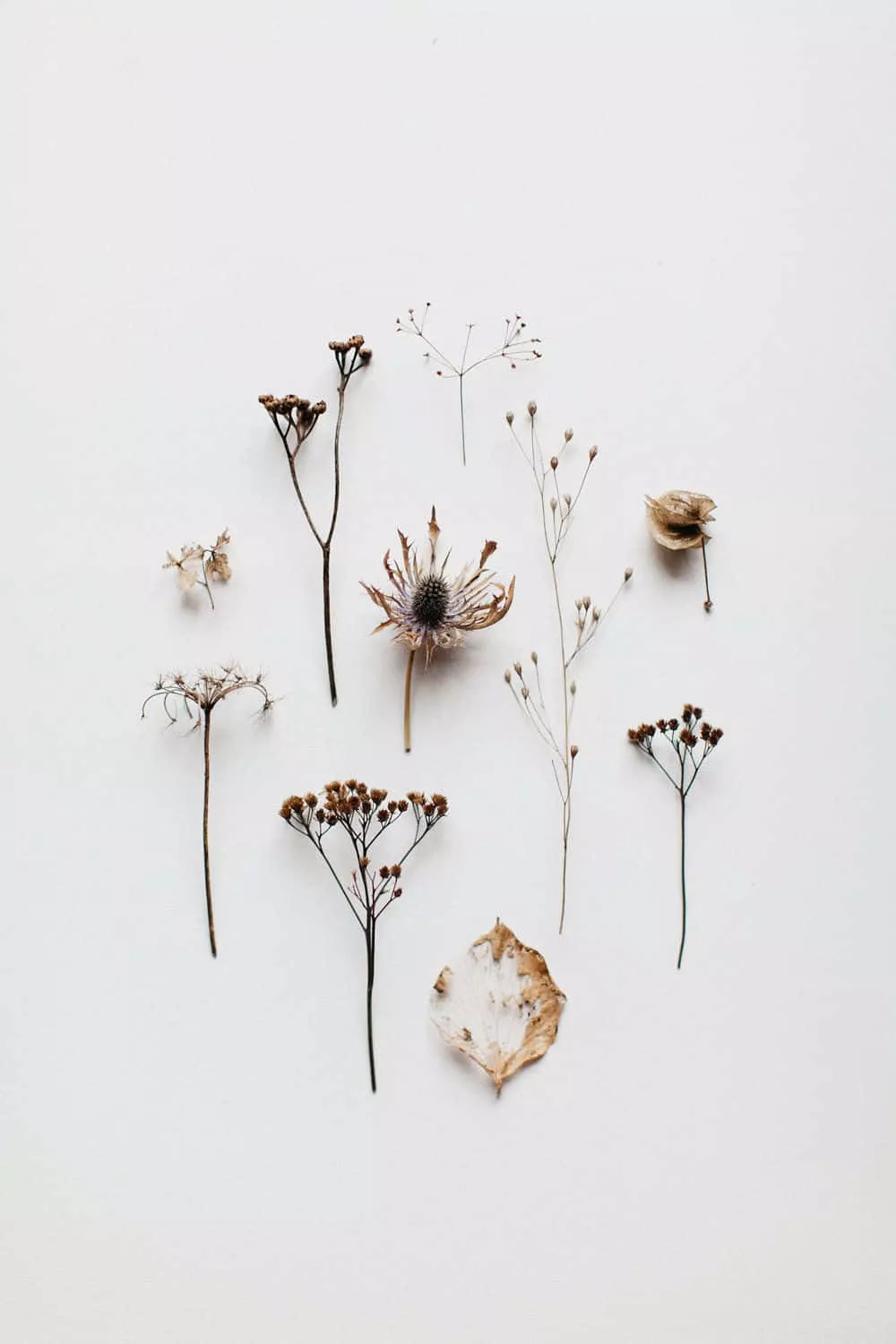 Dried Flowers Wallpaper
