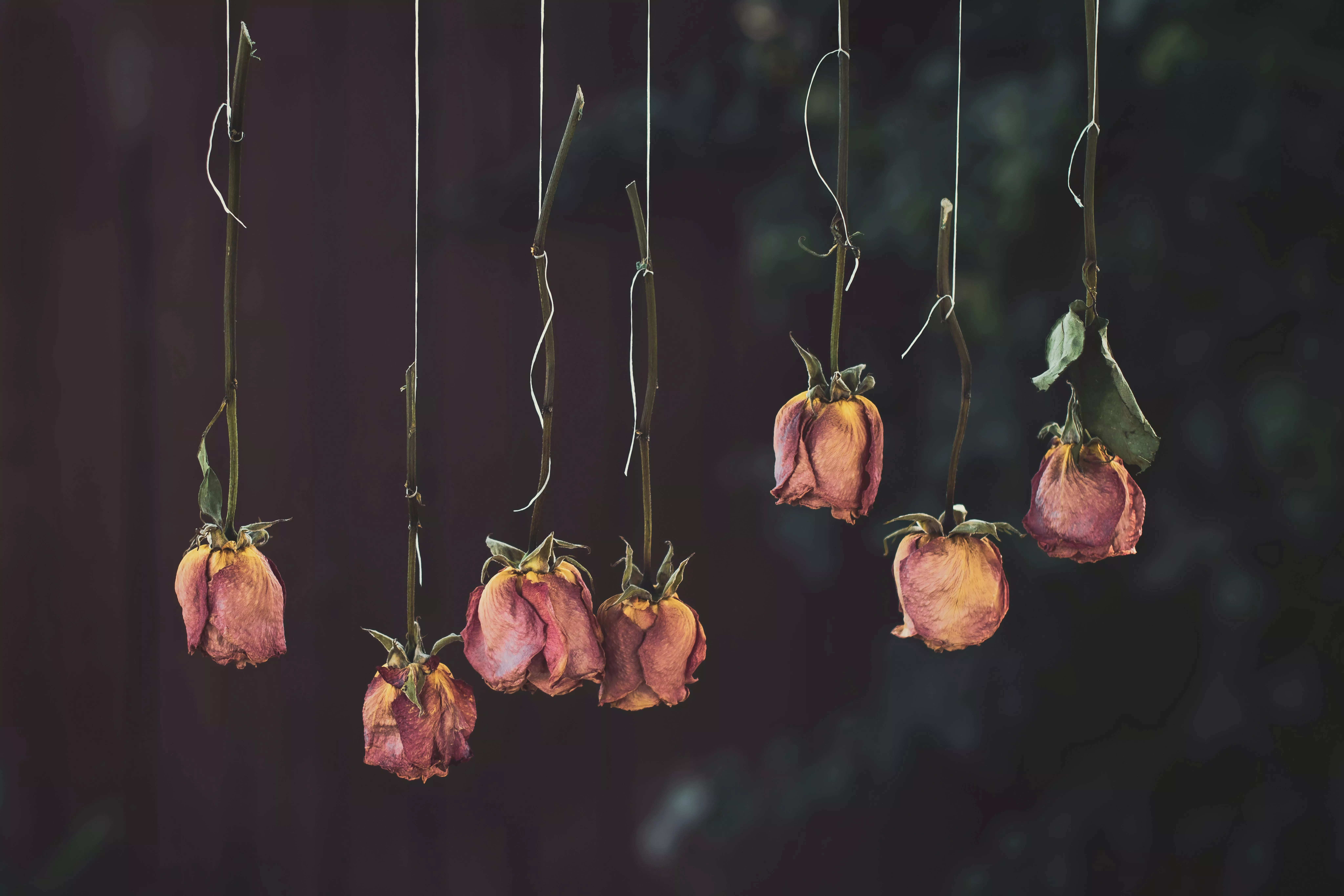 Dried Flowers Photo, Download The BEST
