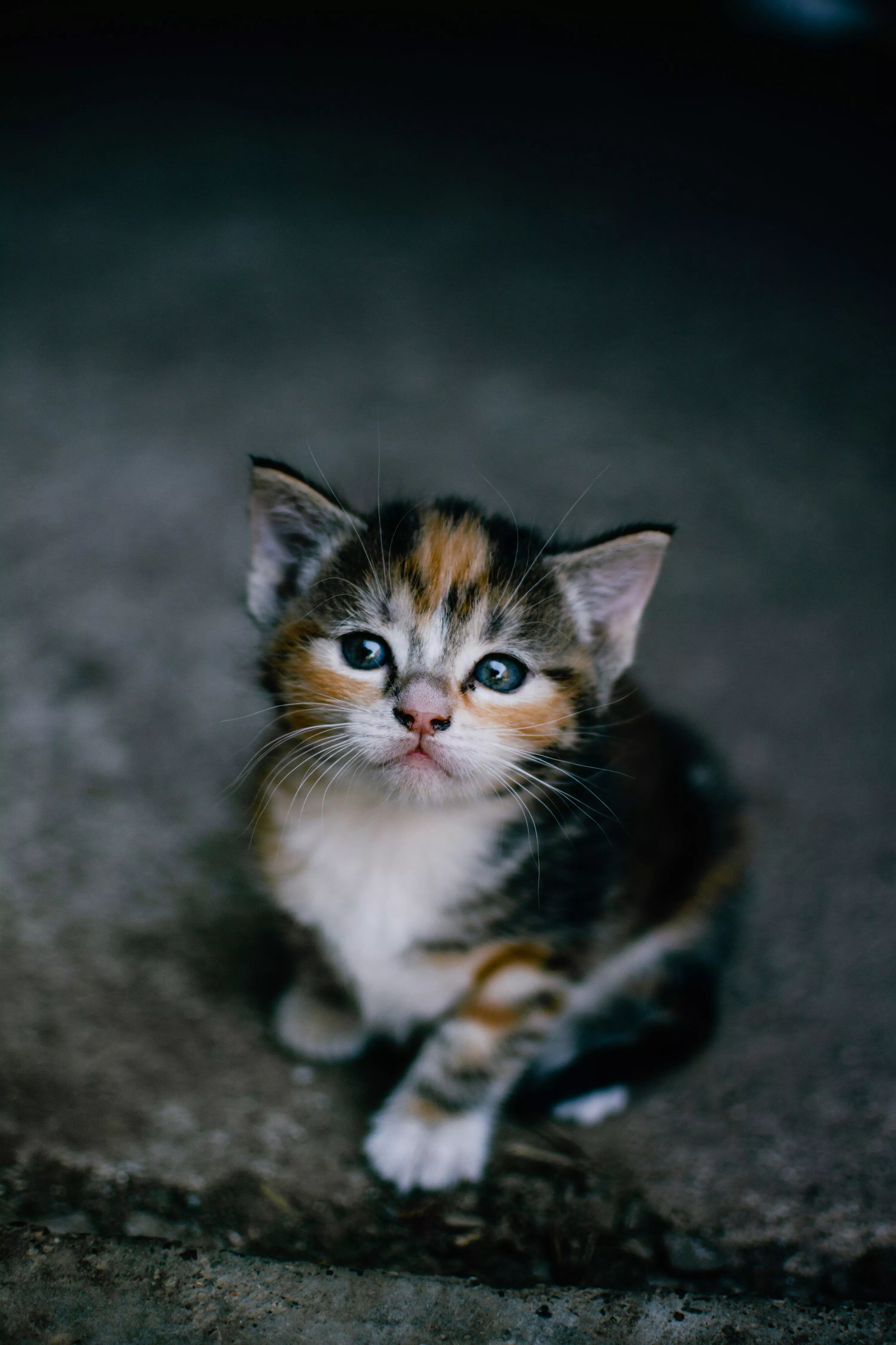 Baby Cat Picture. Download Free