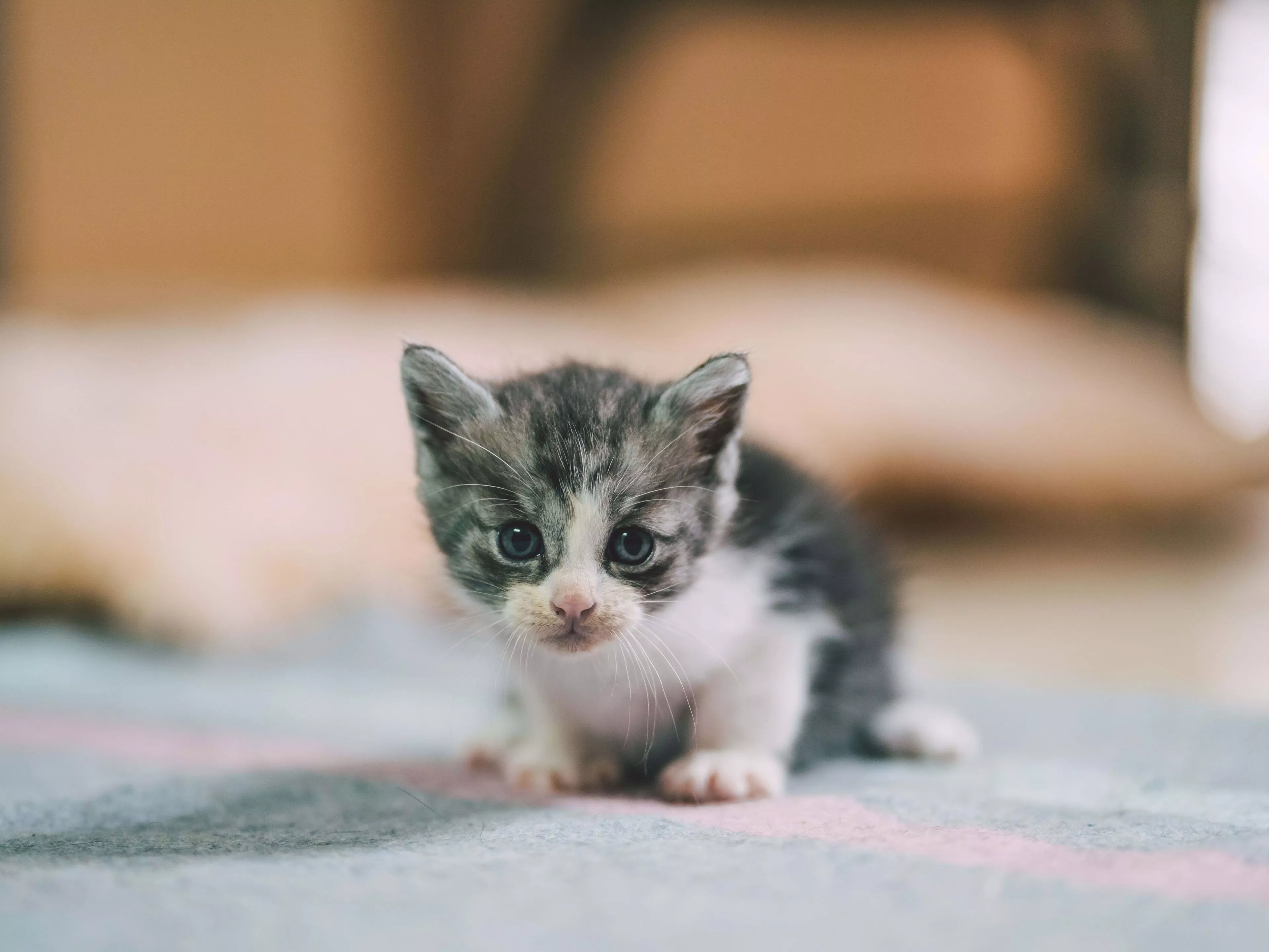 Logical Reasons Why Cats Are Cute