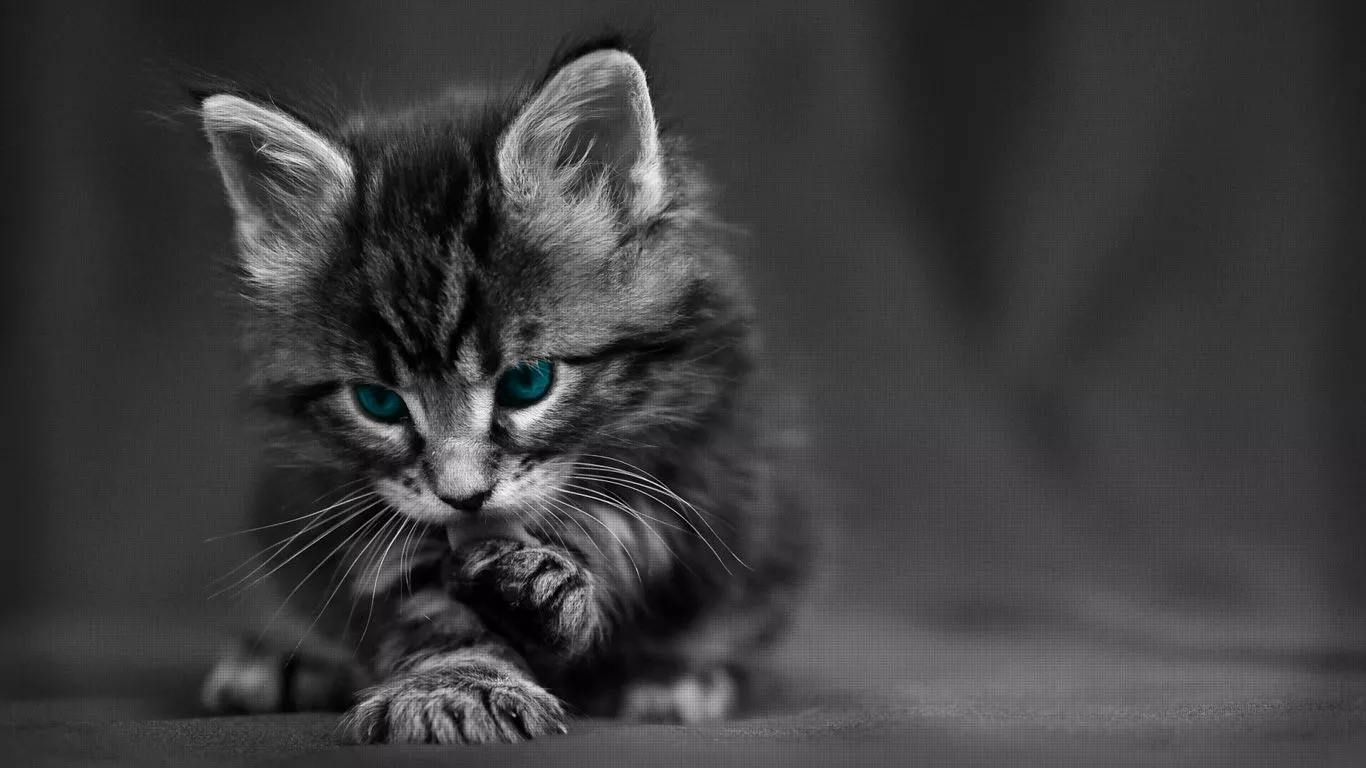 Maine Coon (Kitten, Dark grey) HD Cat