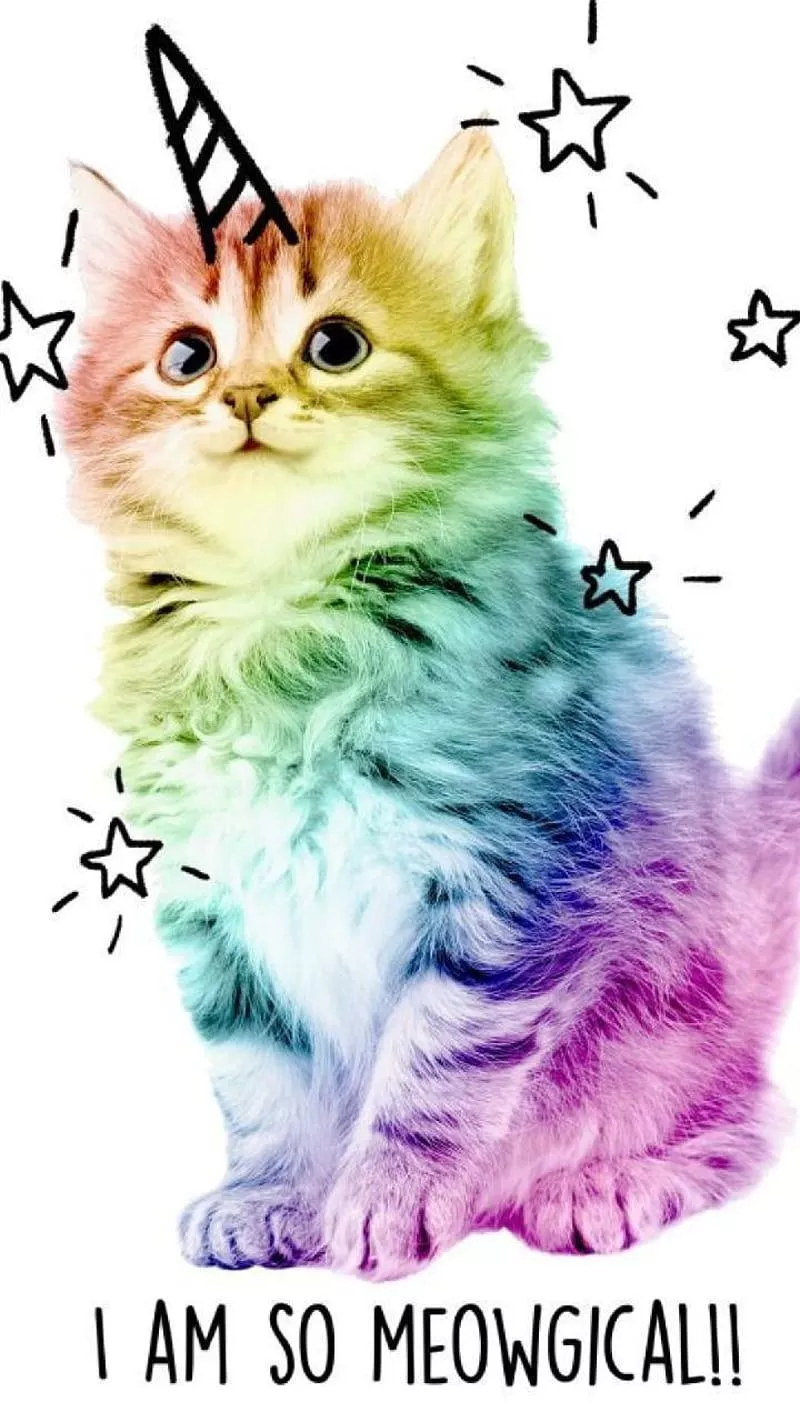 HD rainbow kitten wallpaper