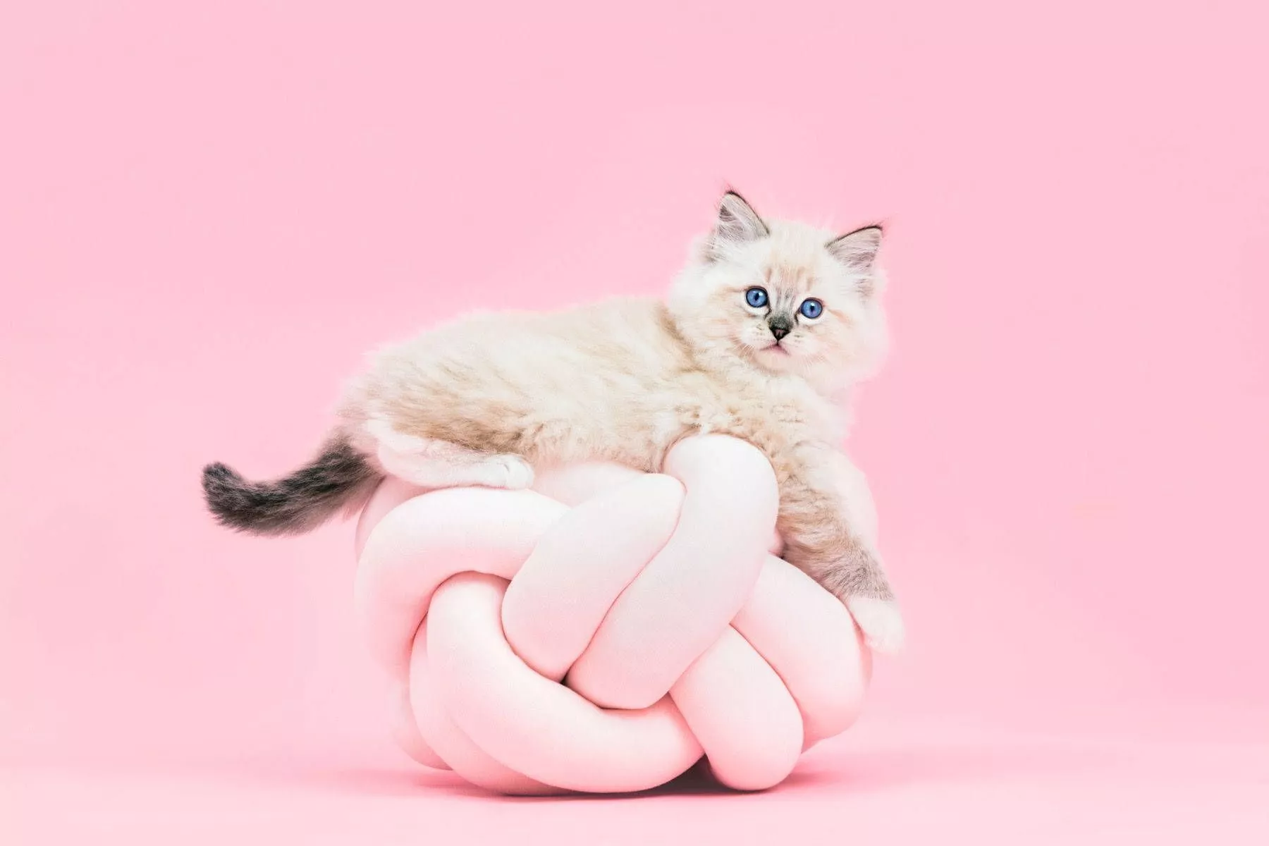 Pink Cat Wallpaper