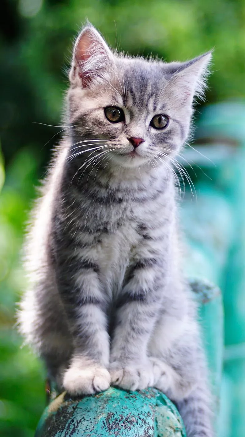 HD baby cat wallpaper