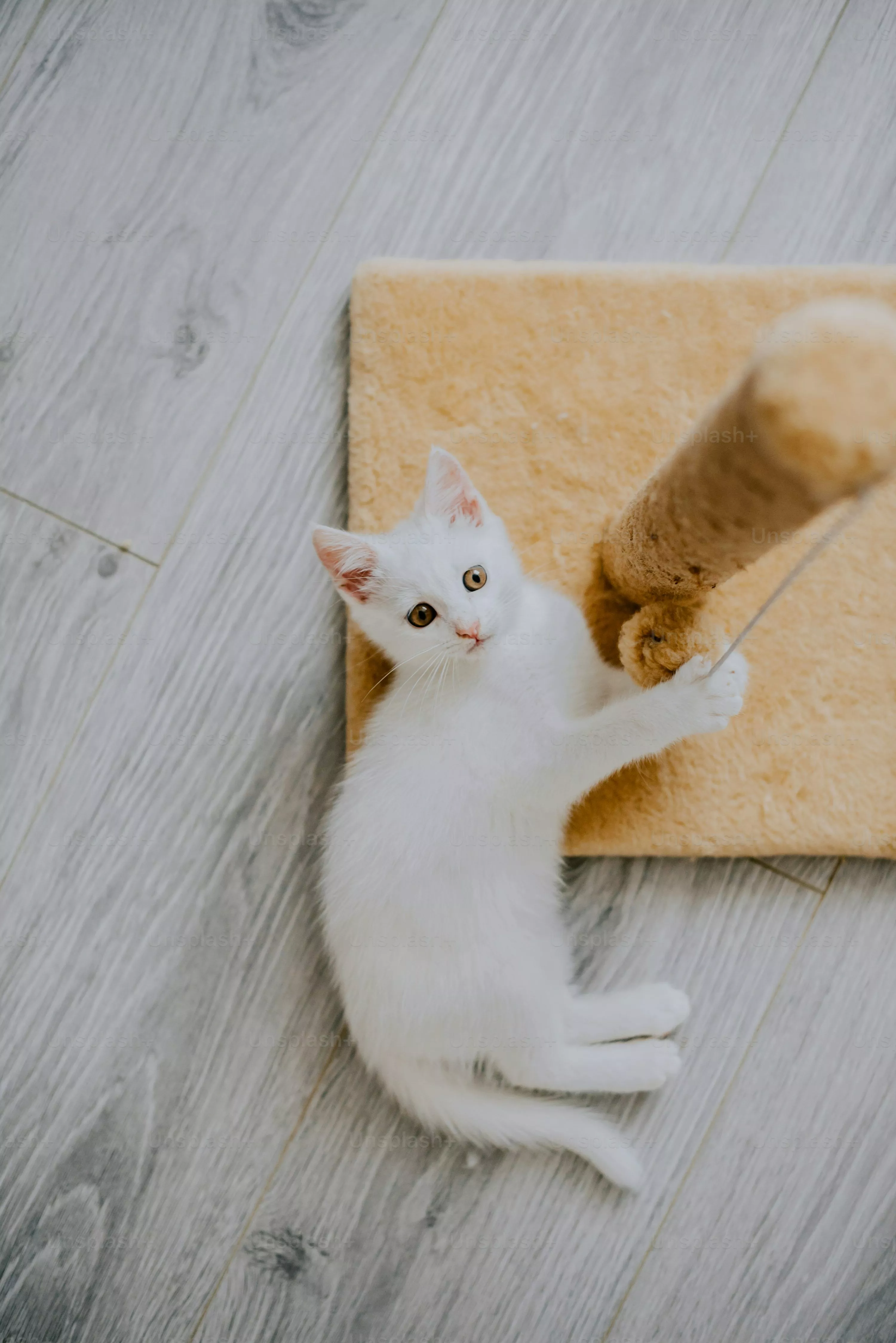 White Cat Picture [HD]. Download