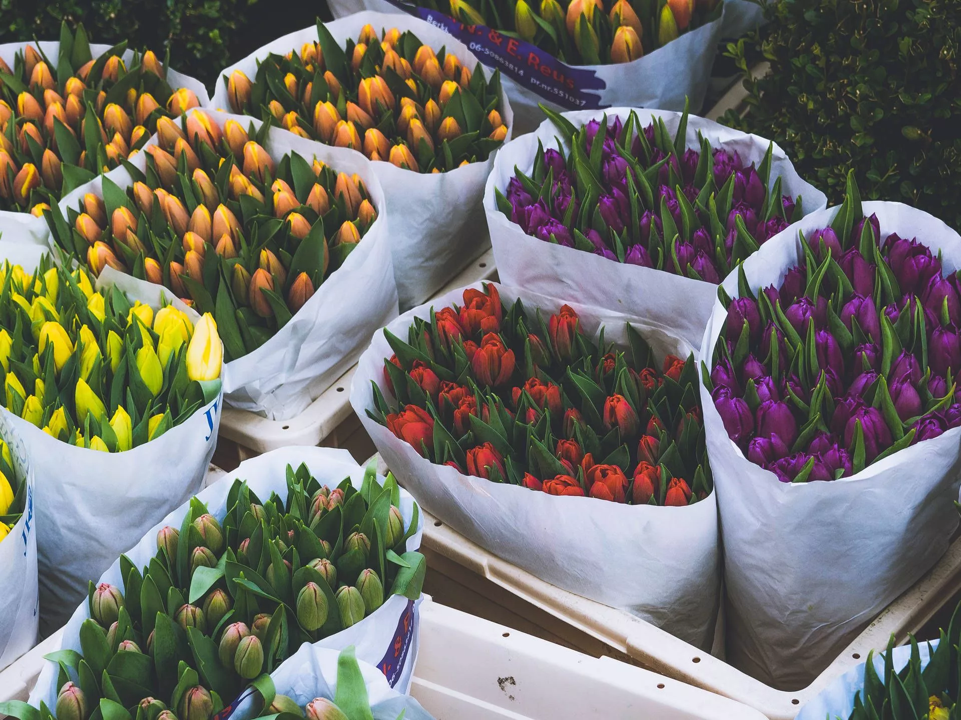 colorful flowers Wallpaper