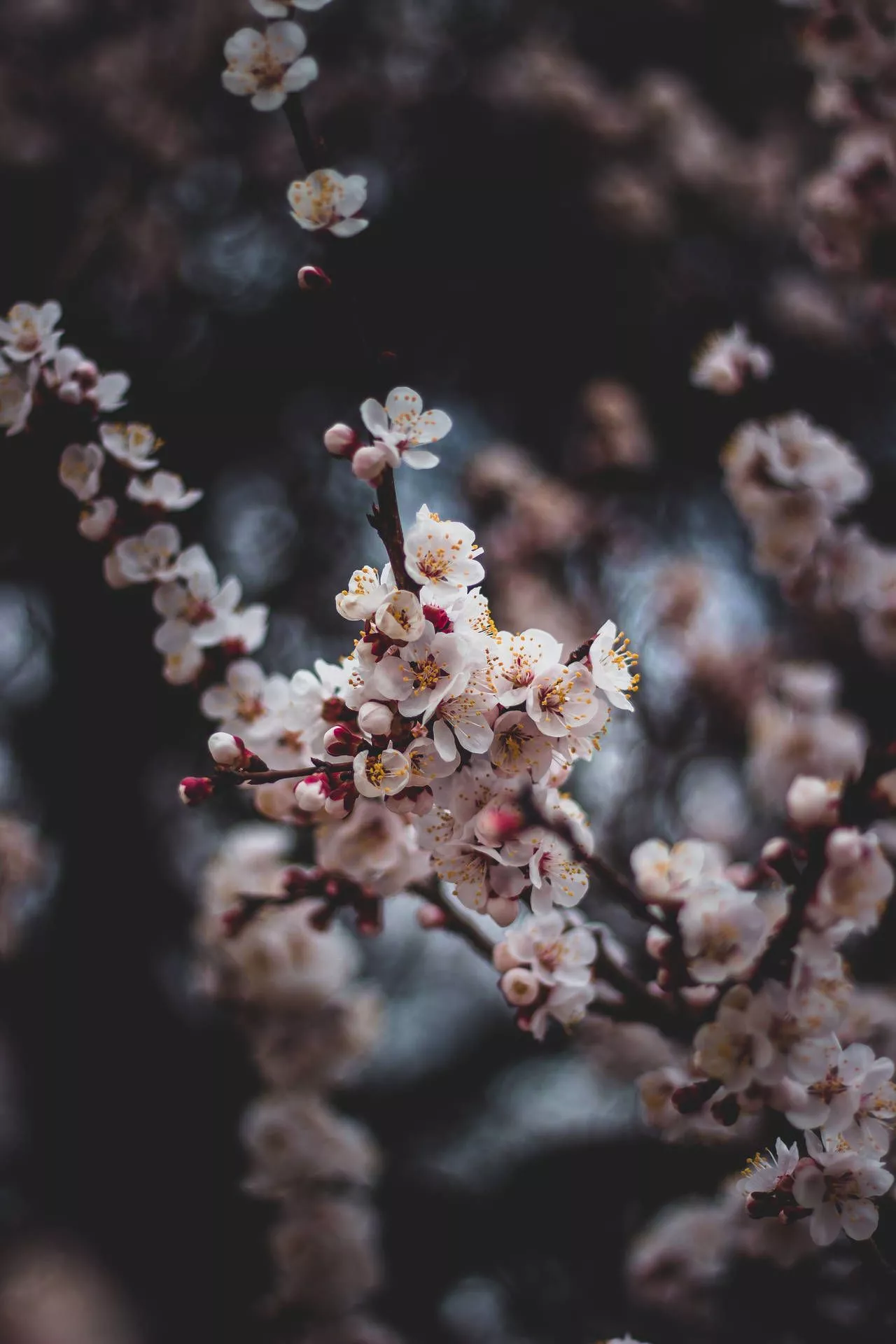 Download April Showers Bring May