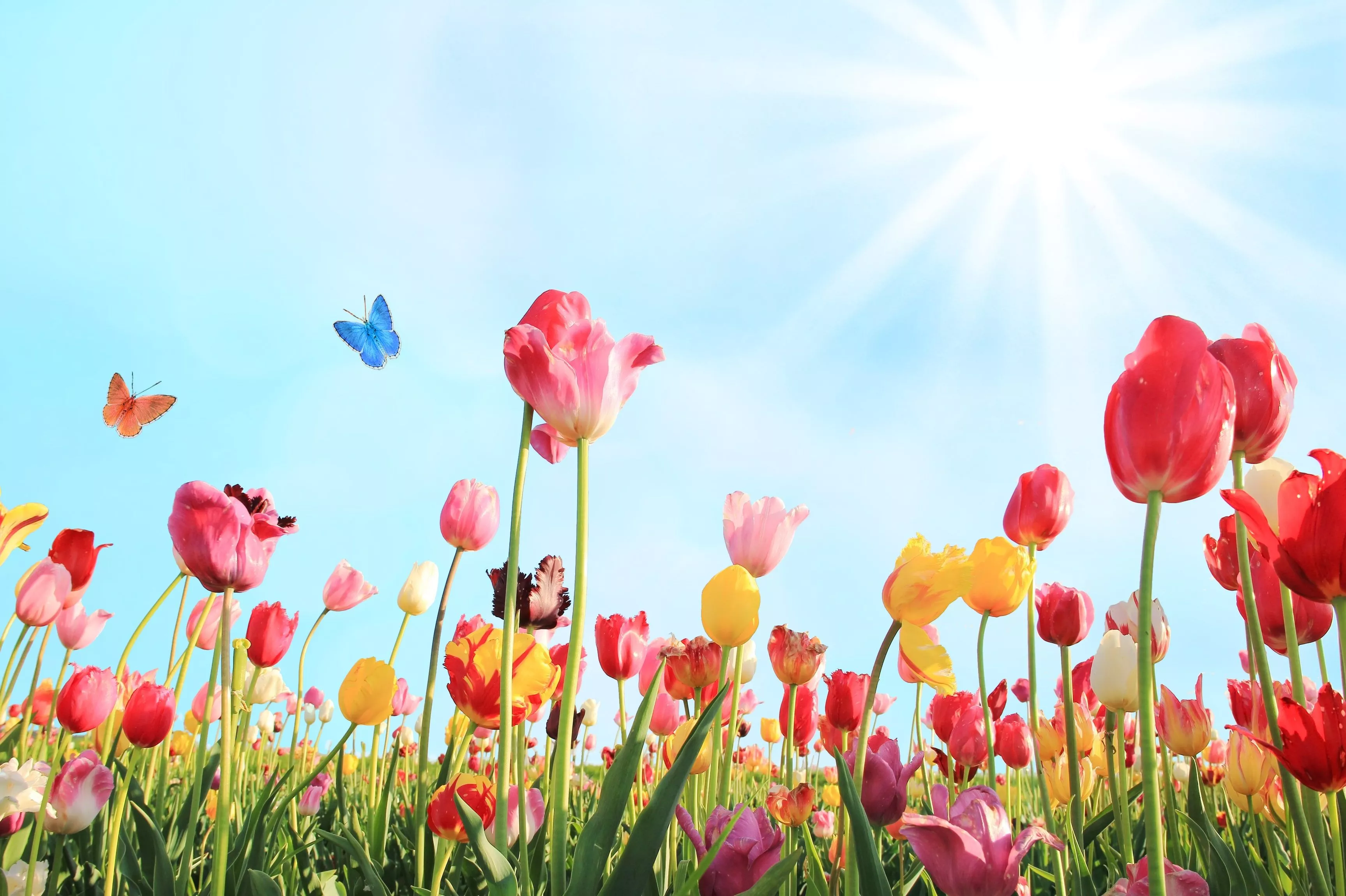 Best Spring Flowers: Image