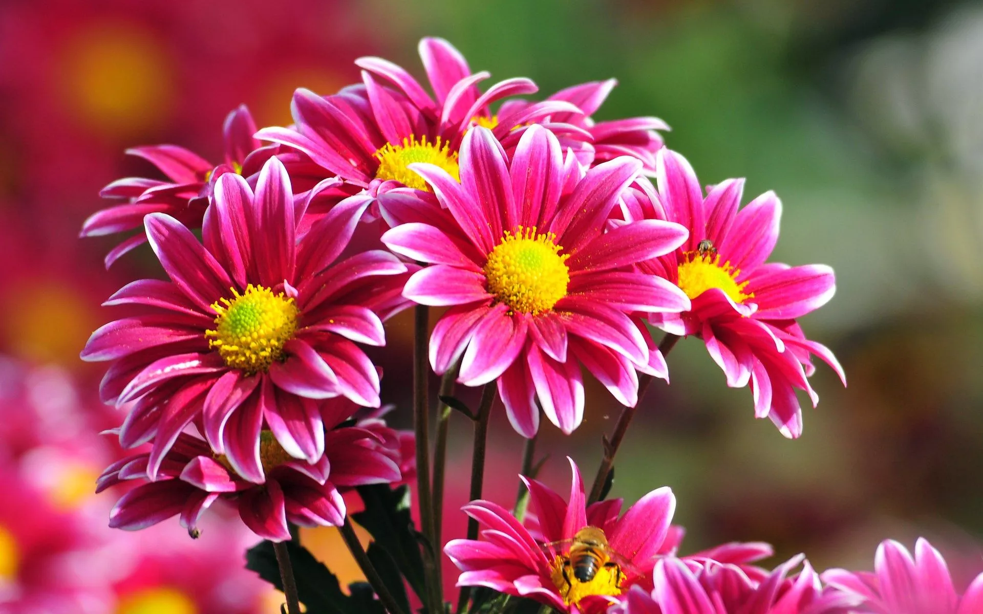 April Flowers Wallpaper