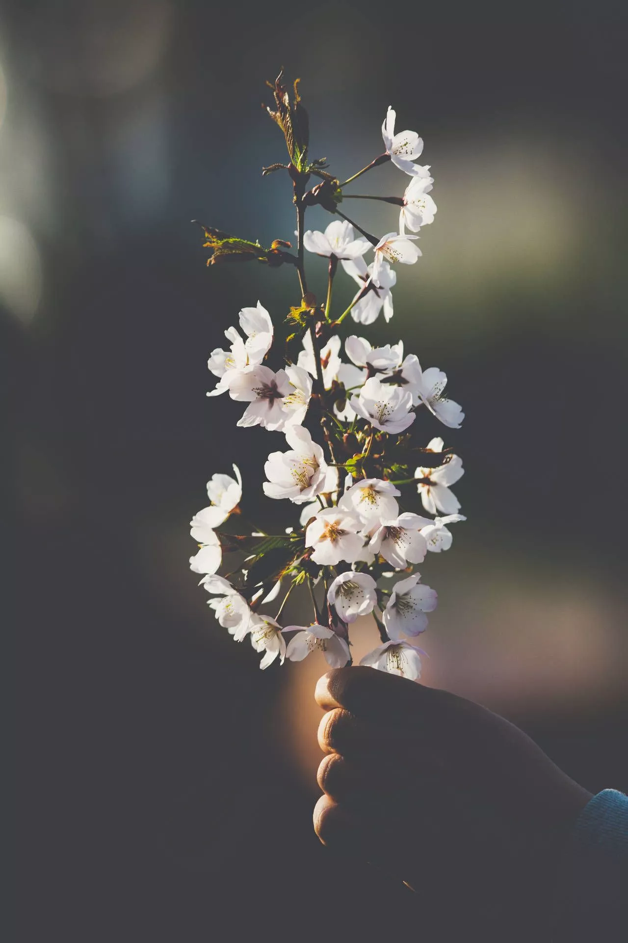 April Wallpaper