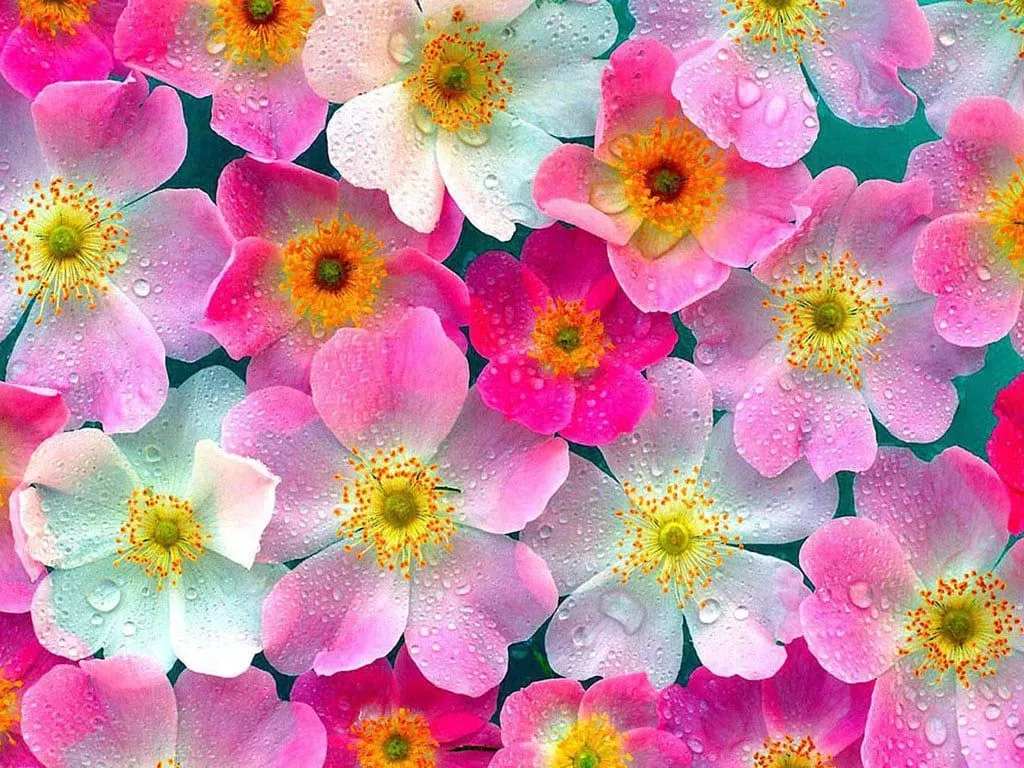 April Flowers Wallpaper