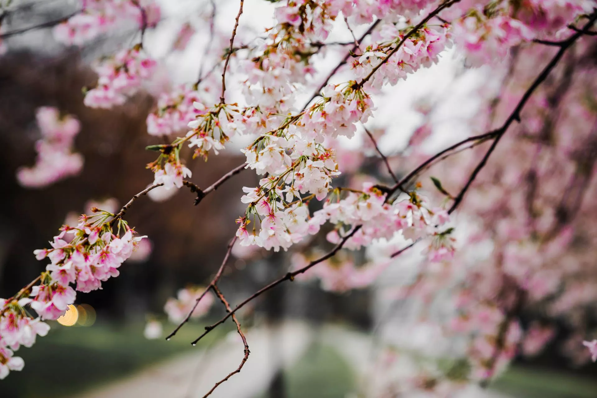 bouquet of beautiful flowers. Wallpaper