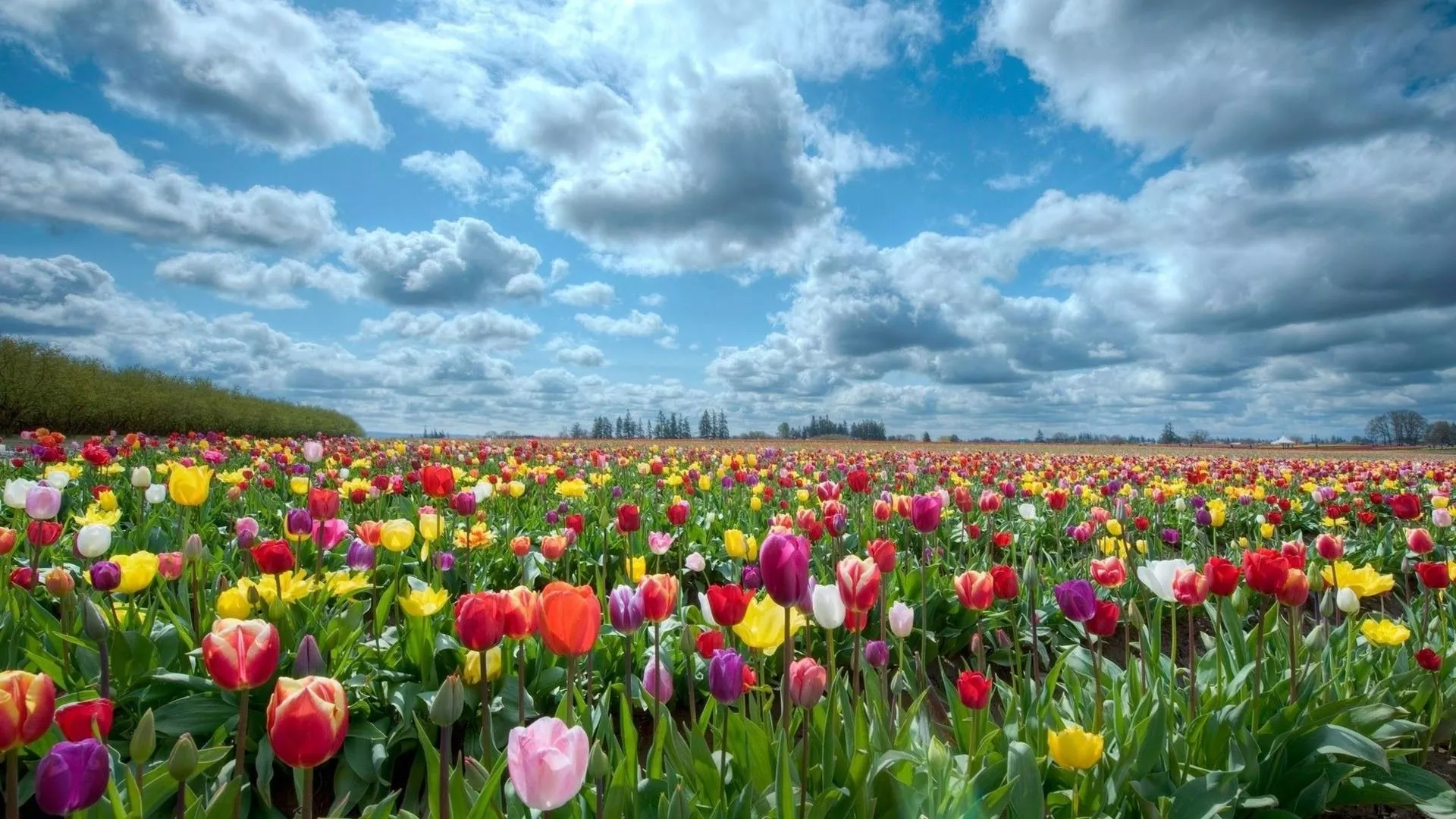 April Flowers Wallpaper